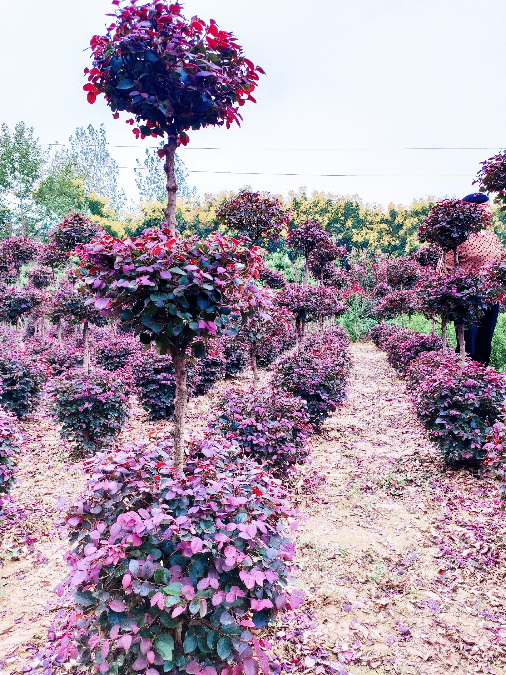 [红花继木造型树批发] 精品红花继木造型【高杆红花】