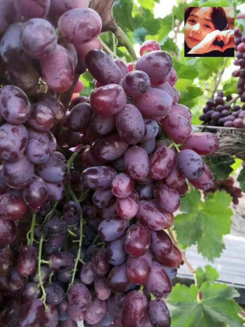新疆克瑞森无籽葡萄