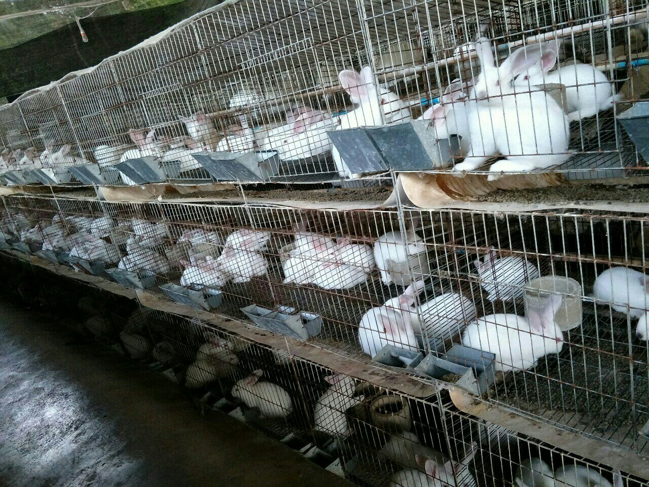 出售商品兔,种兔,小兔,品种八点黑,比利时伊拉兔