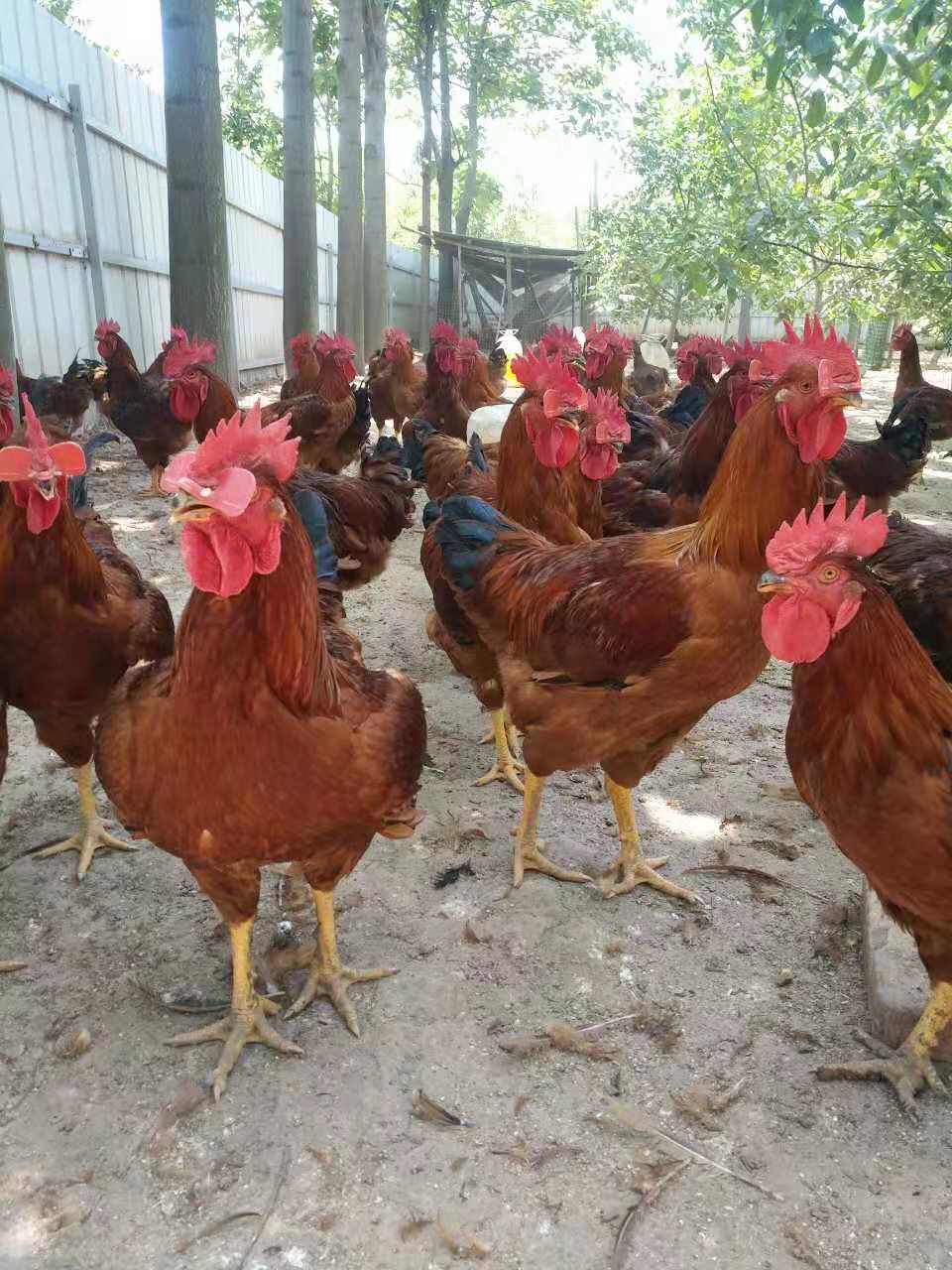 肉鸡苗 b380,快大红九斤红母苗包成活,咸阳最大孵化厂全国送货