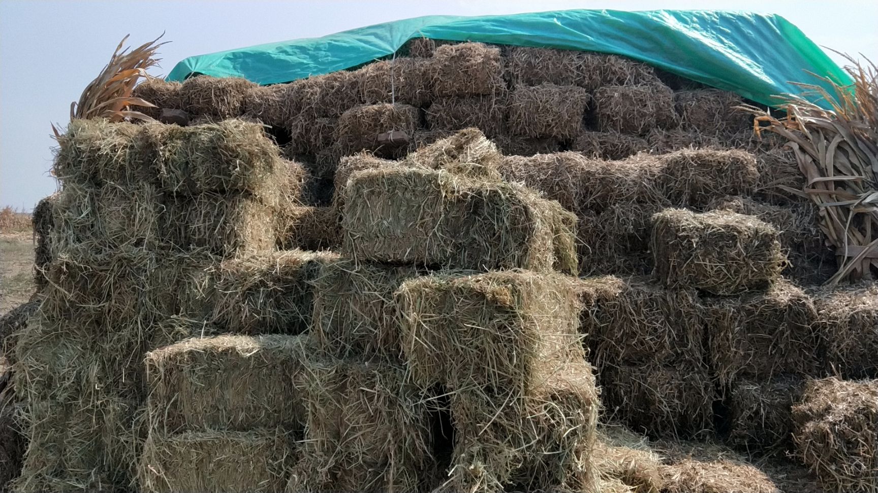 湖北省襄阳市襄州区秸秆类饲料 大量出售花生秧稻草小麦秸秆