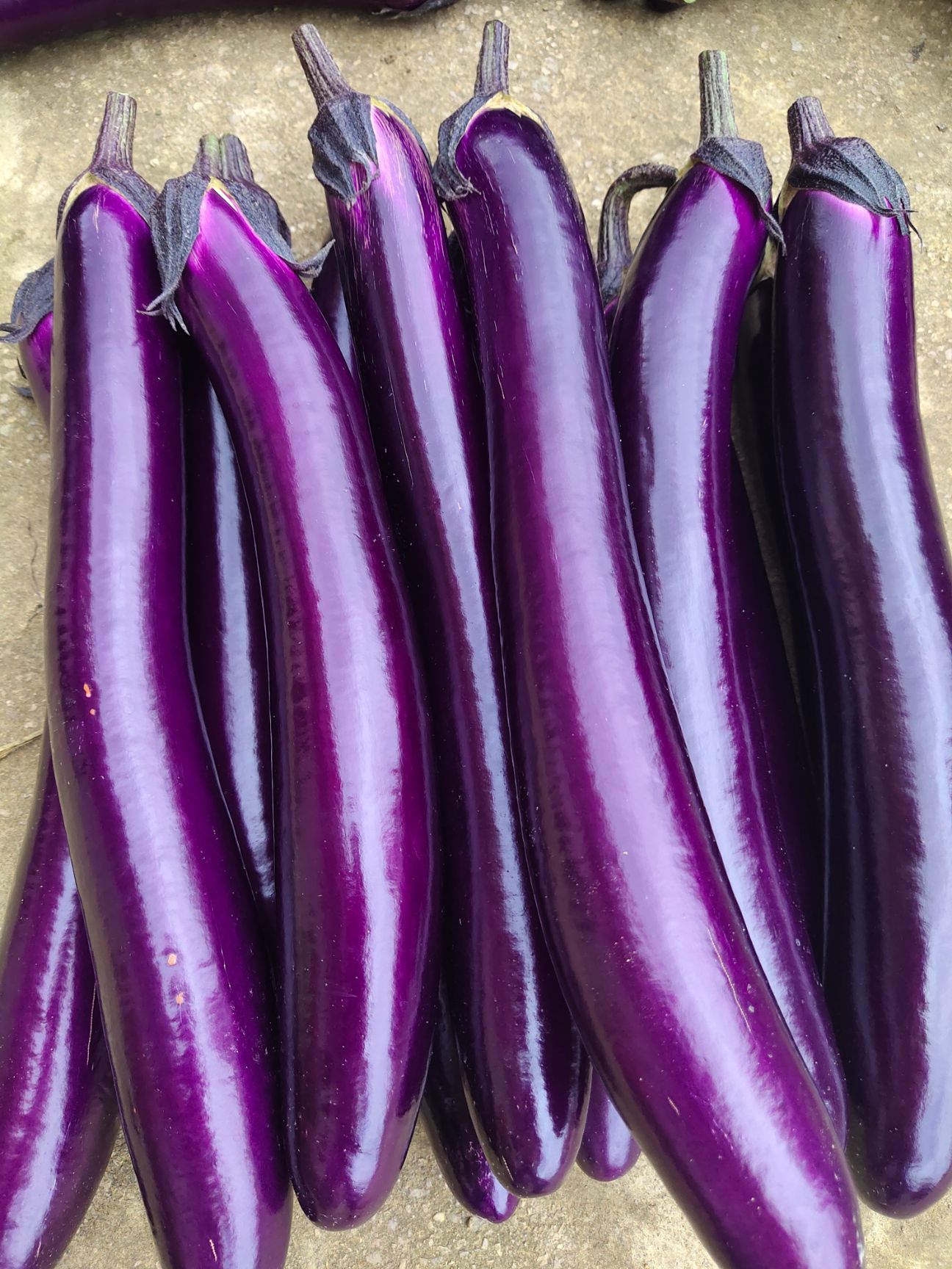 紫色长茄子大量上市,1万斤起批,有兴趣的朋友欢迎骚扰.