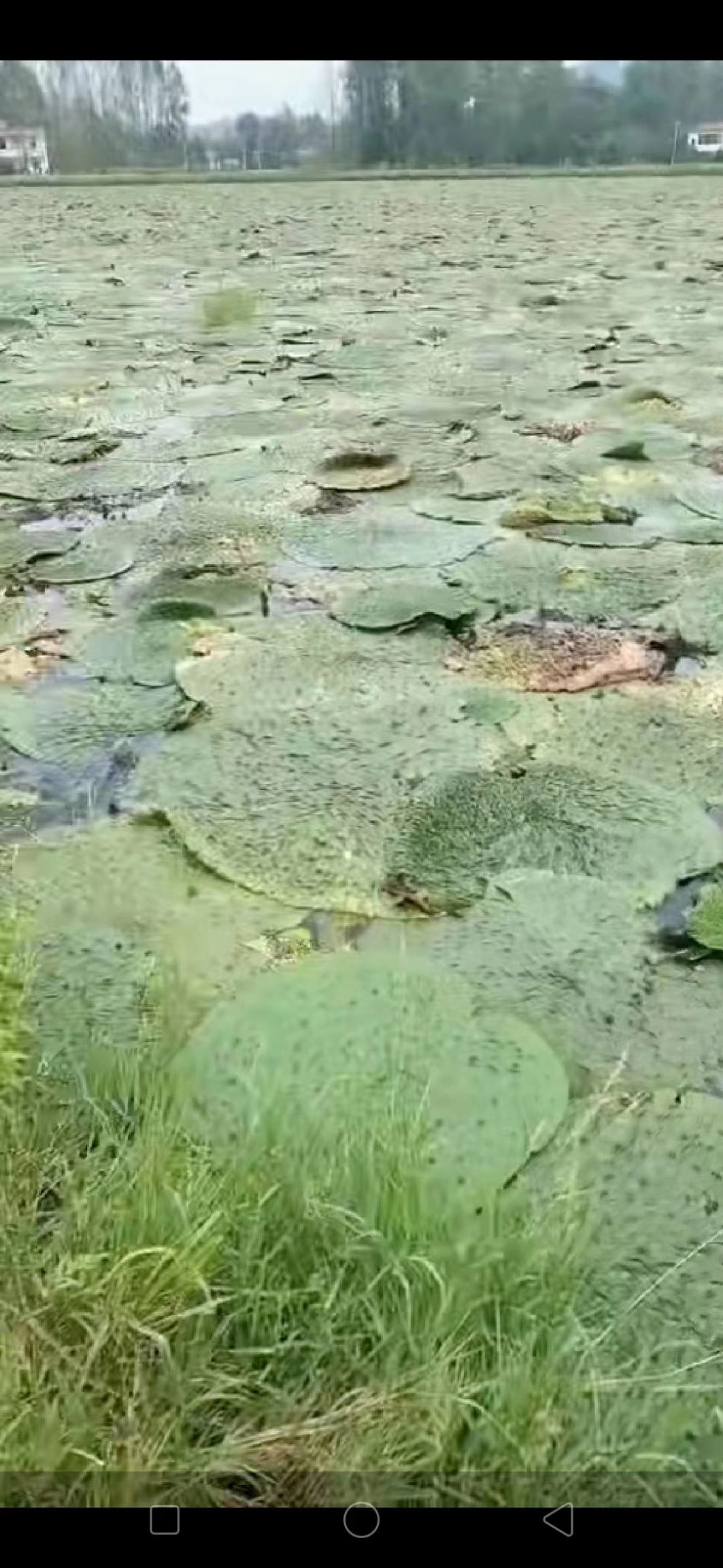 鲜芡实