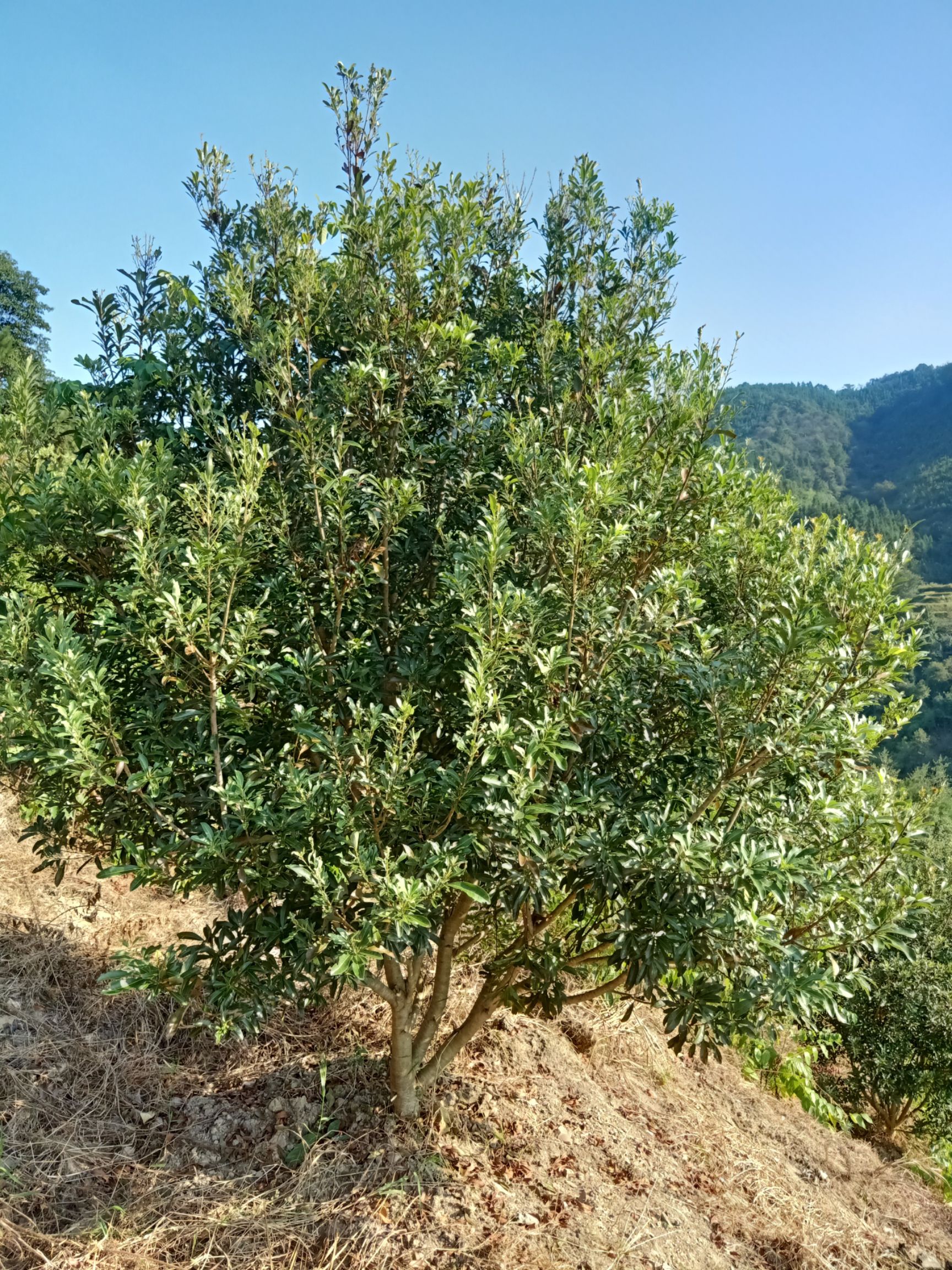 11公分精品杨梅树.2.5-3米冠