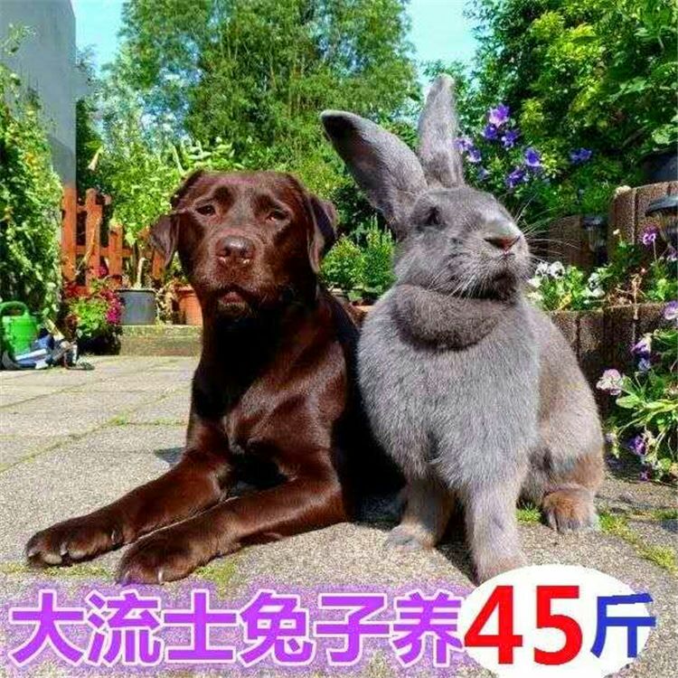 2019英国大流士巨兔 活体兔子 大型肉兔子养45斤野兔活体