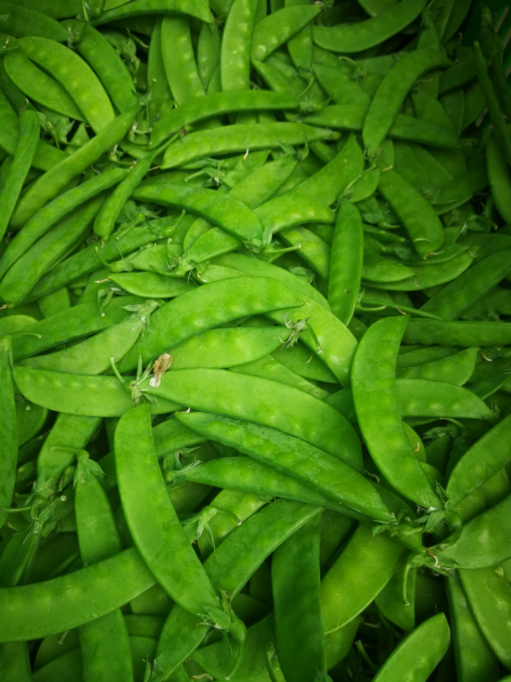 荷兰豆