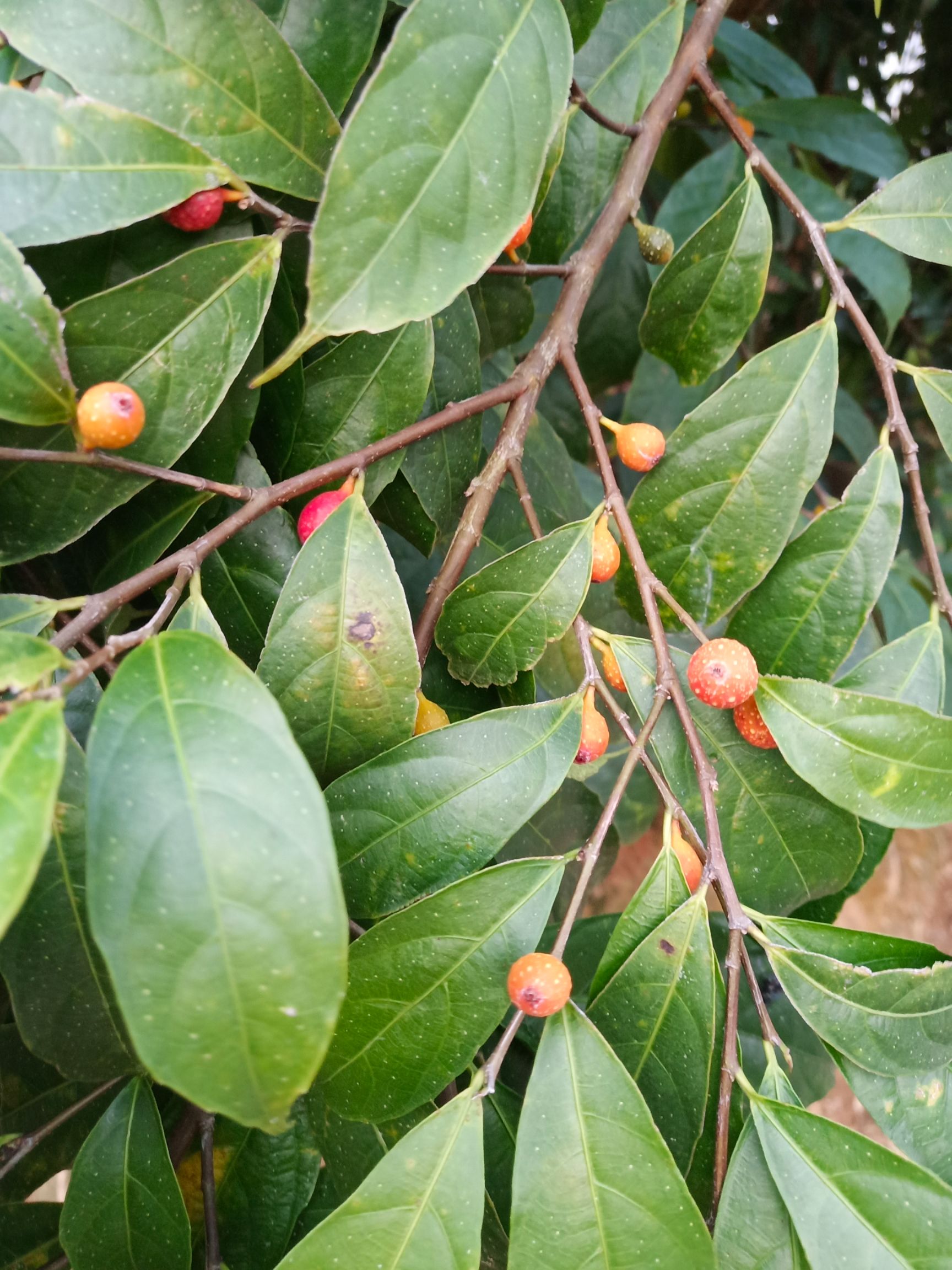 牛奶树根 牛奶根