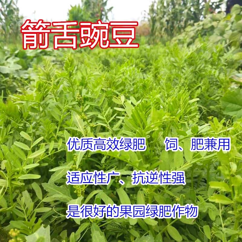常州天宁区 箭舌豌豆田林果园固氮绿肥籽 青饲料牧草 景观花卉 蜜源