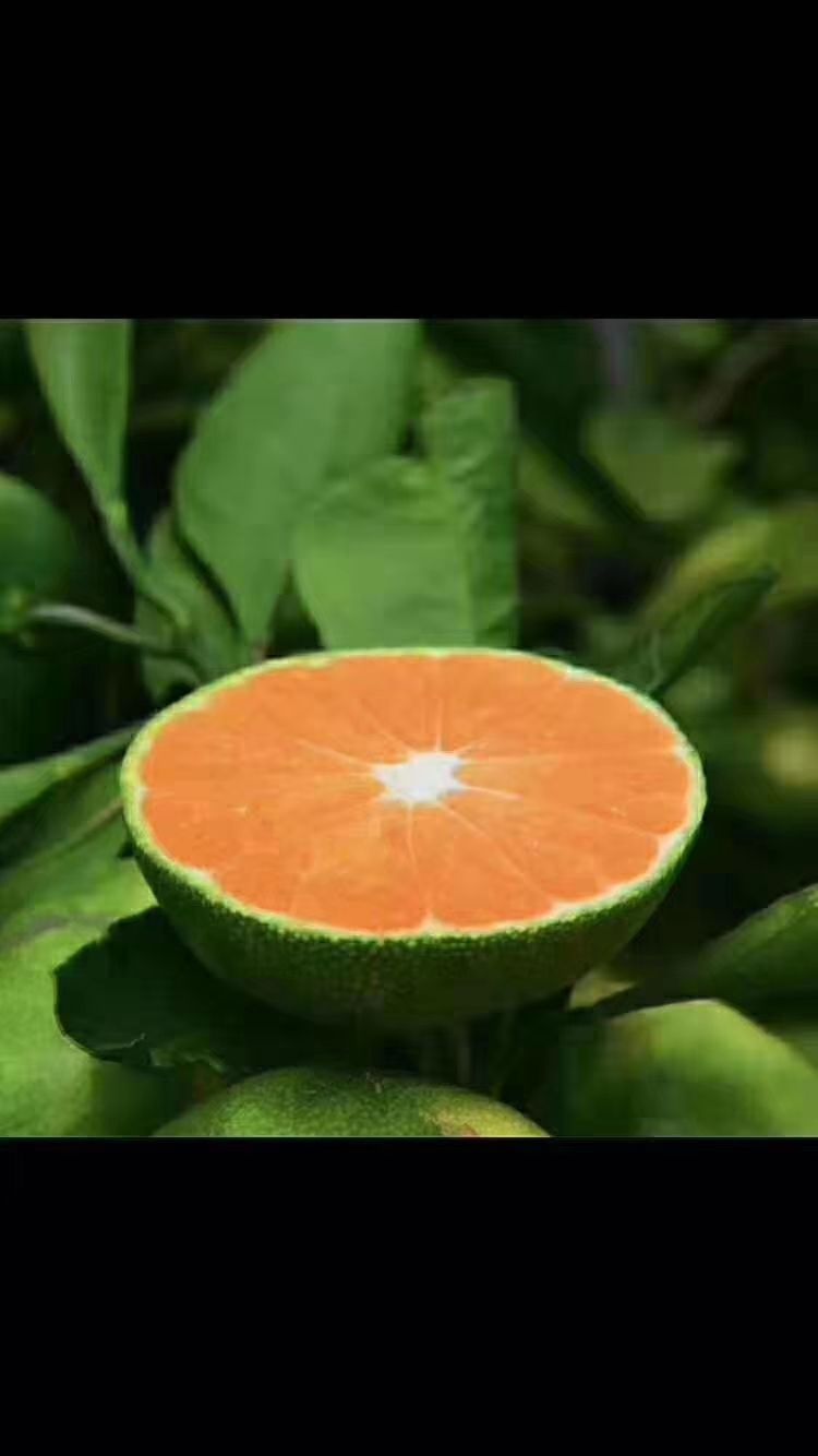 新萌柑橘果园供应特早熟柑橘苗阳光一号柑橘苗,是温州蜜橘系列大分