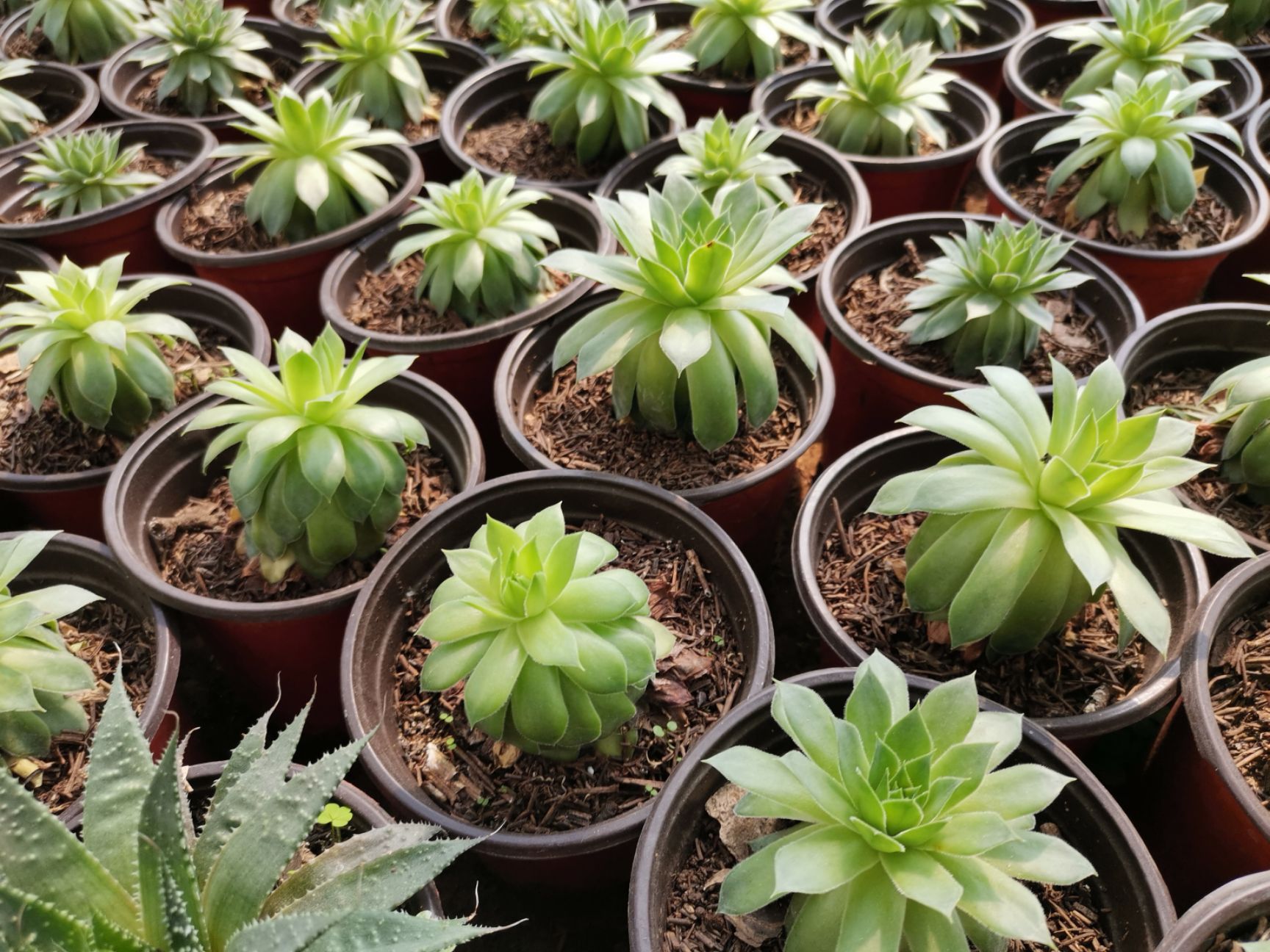 观音莲多肉植物室内盆栽阳台植物