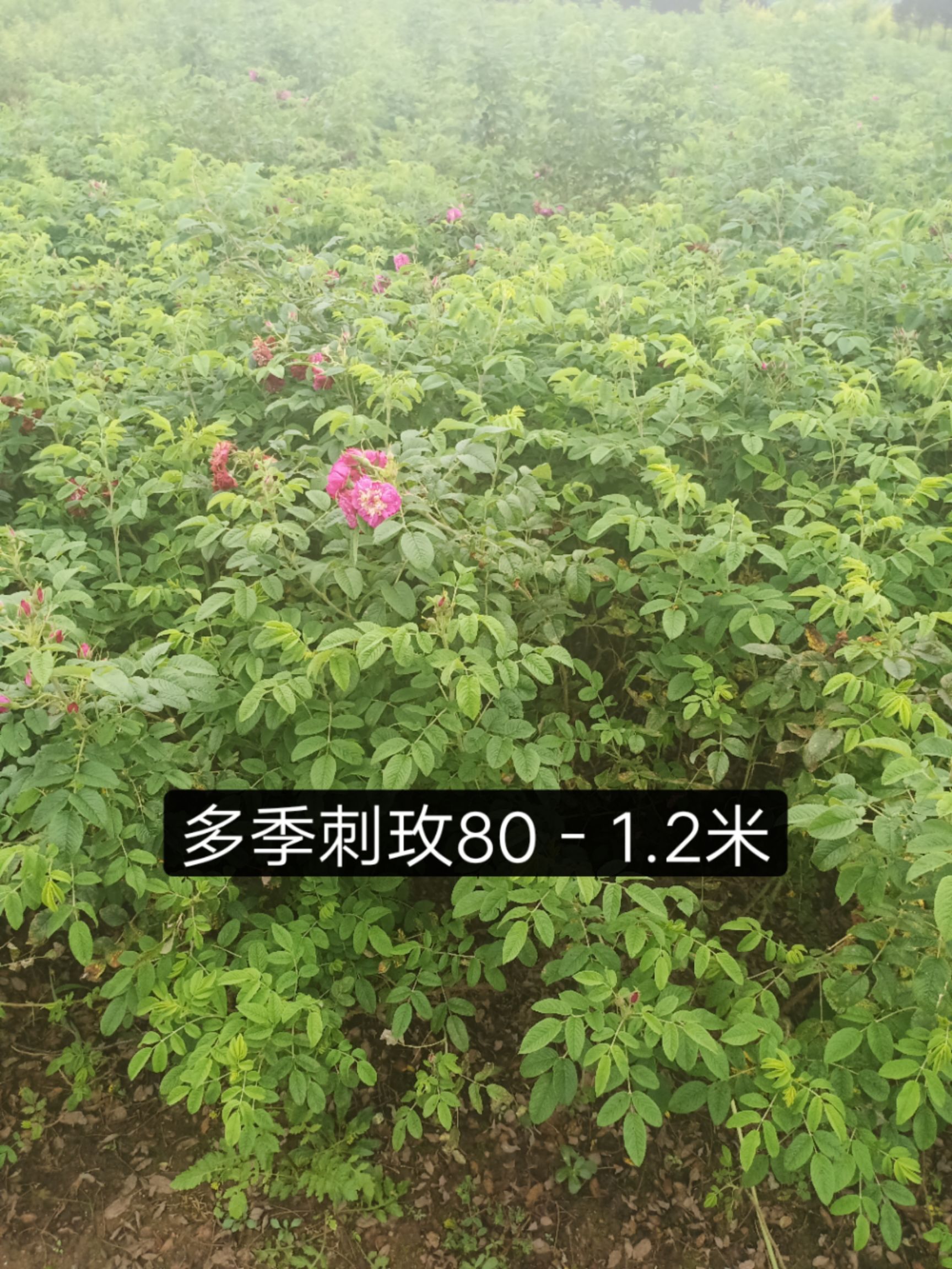 辽宁铁岭银州区 多季刺梅,四季玫瑰,冷香玫瑰,扦插小苗