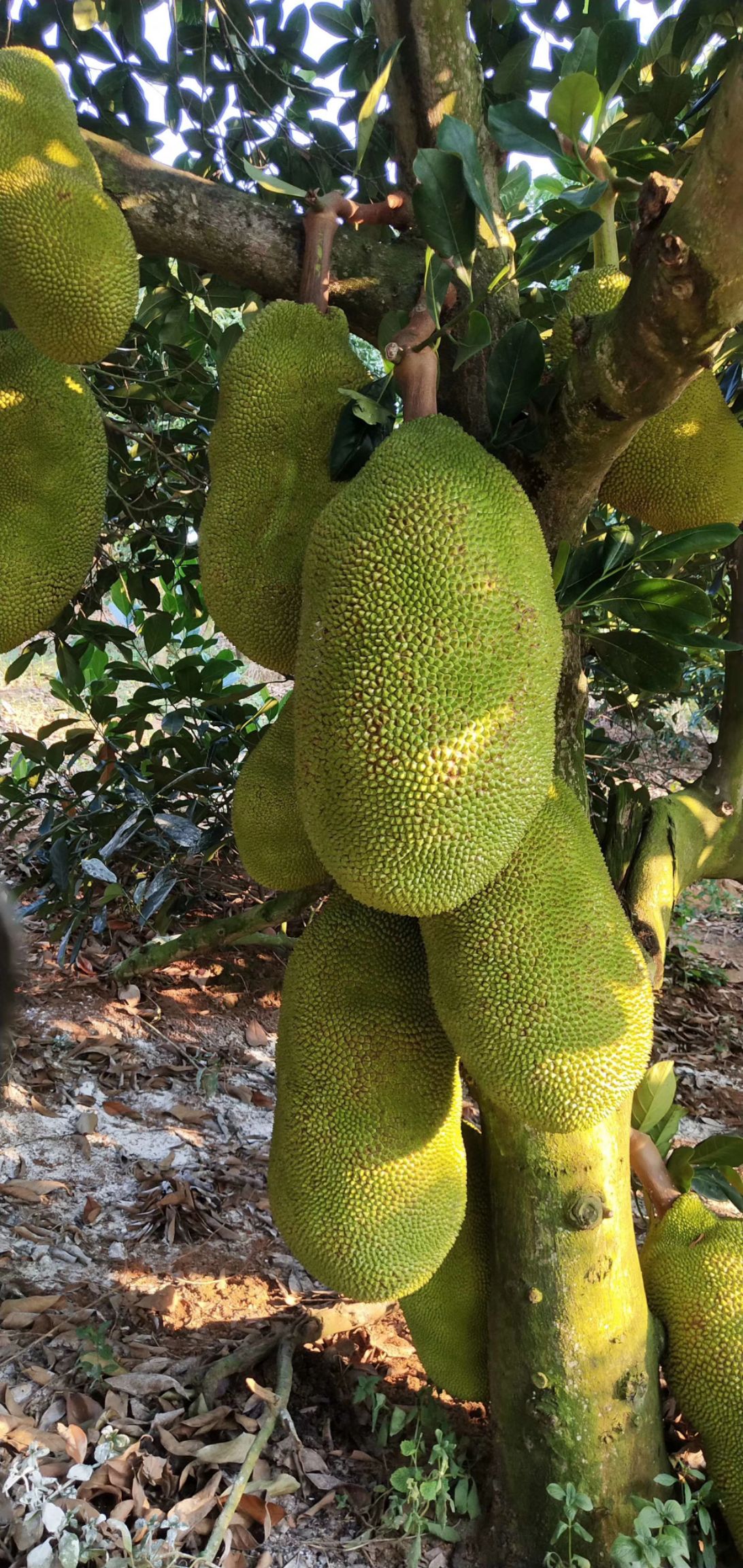 四季菠萝蜜苗 四季菠萝苗