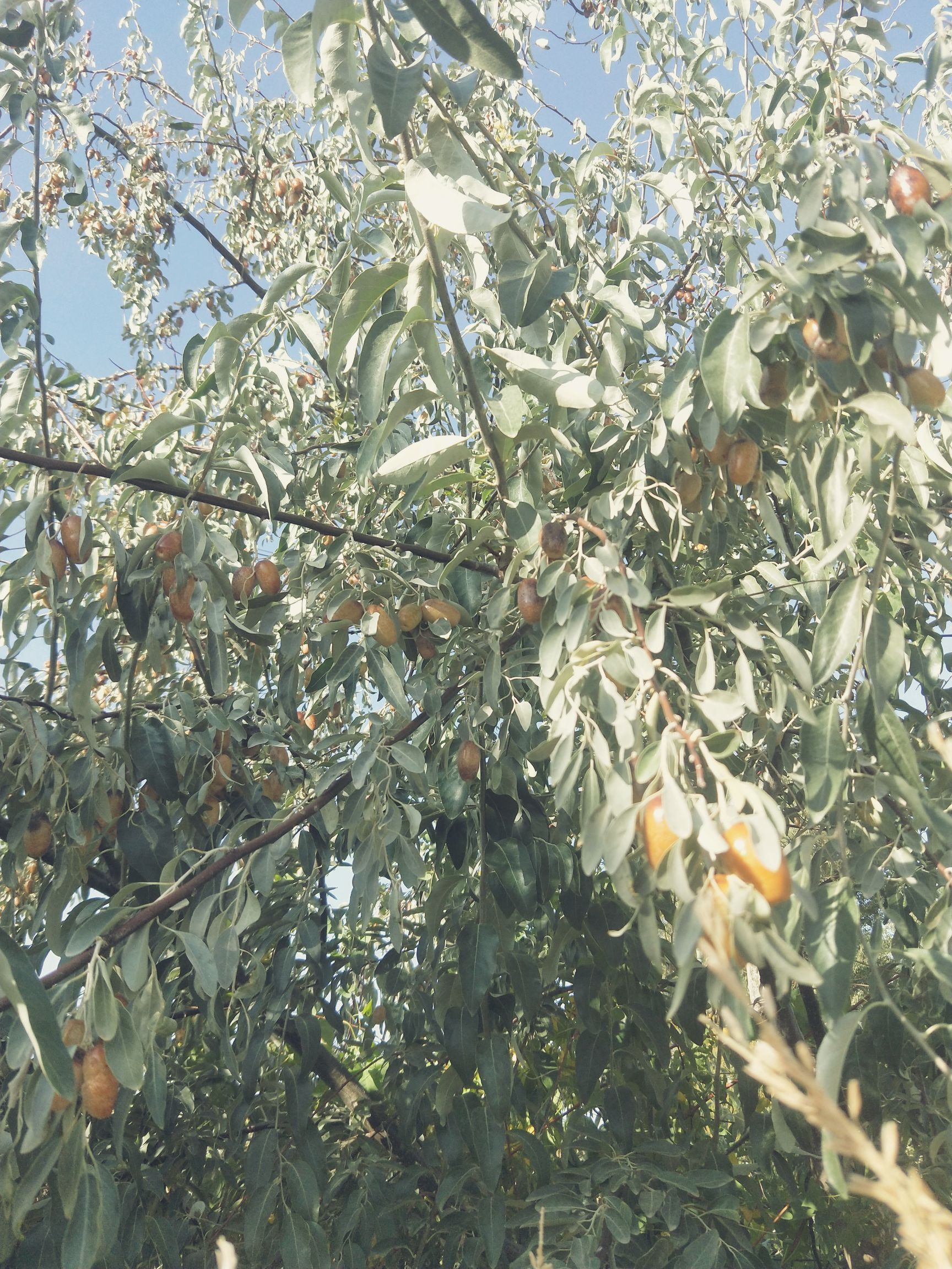 大果沙枣苗