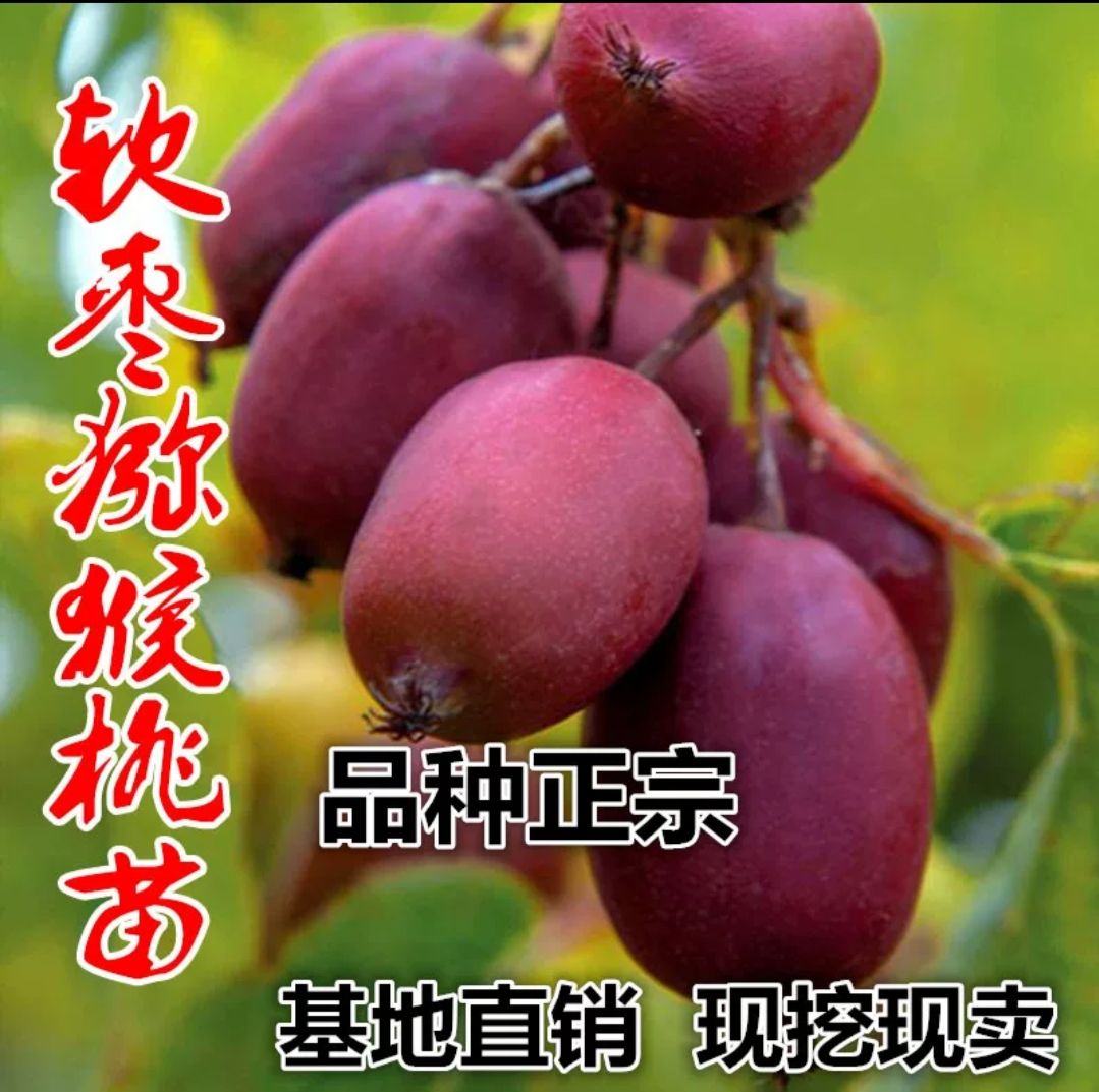 软枣猕猴桃苗 当年结果 红色九月 龙城二号 赤焰