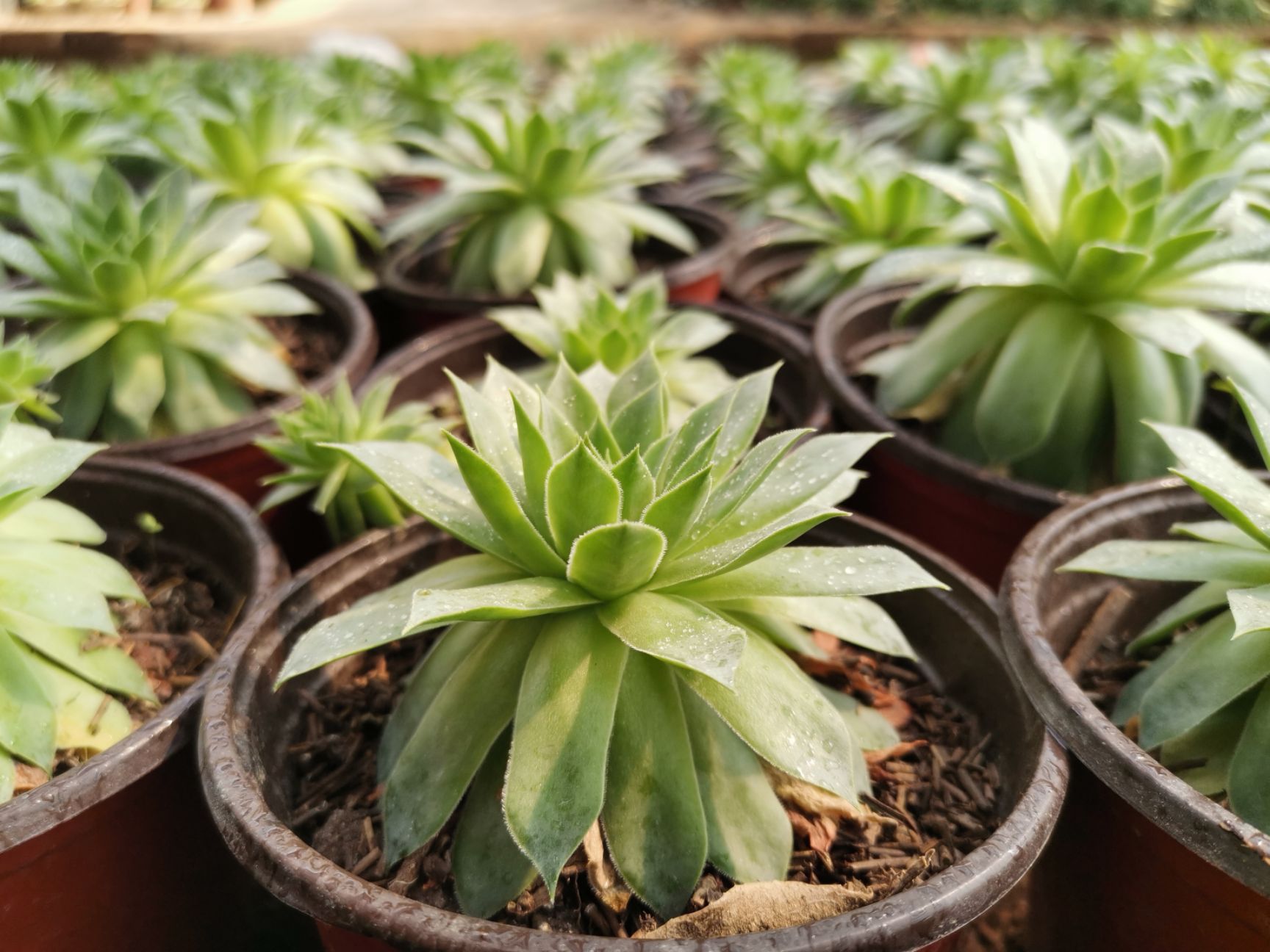 观音莲多肉植物室内盆栽阳台植物