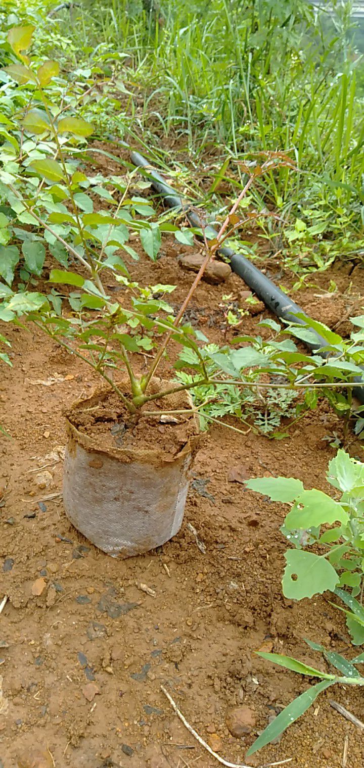 刺芽苗 本基地常年出售刺老包苗子.又叫刺老芽苗量大从优.