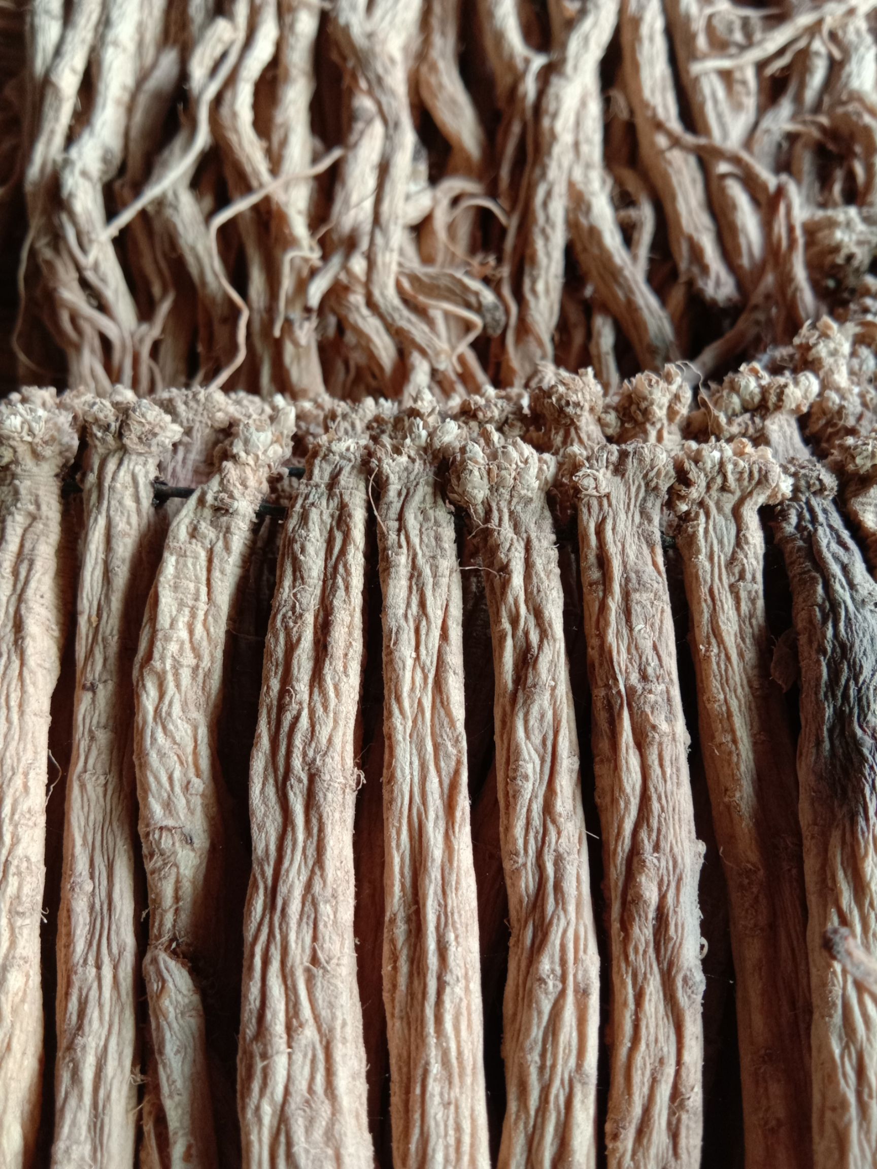 白条党参 岷县九归堂党参干货无硫正品,500g