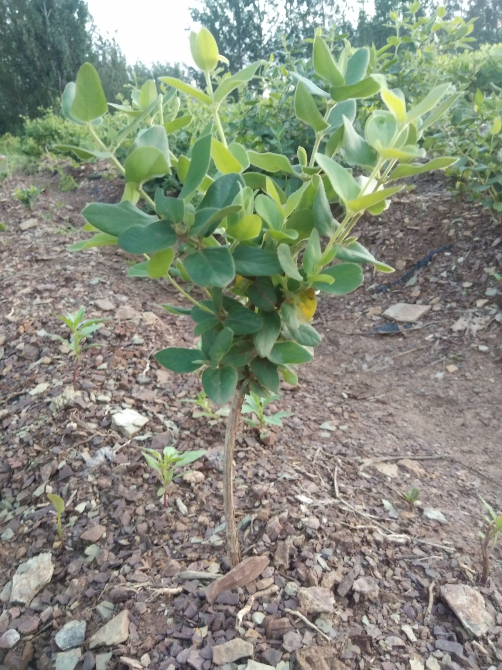 [北花一号金银花苗批发] 大量出售金银花苗,四季苗,北