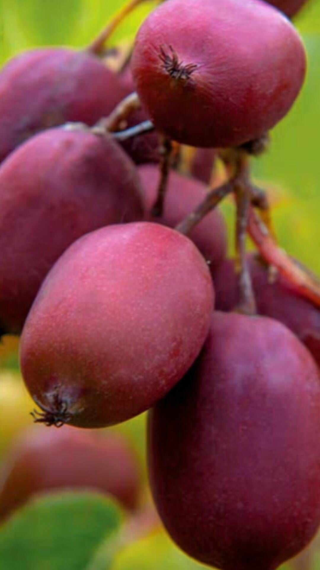 软枣猕猴桃苗 10颗送1颗授粉树 龙城二号 红哈迪 红色九月 巨人 安娜