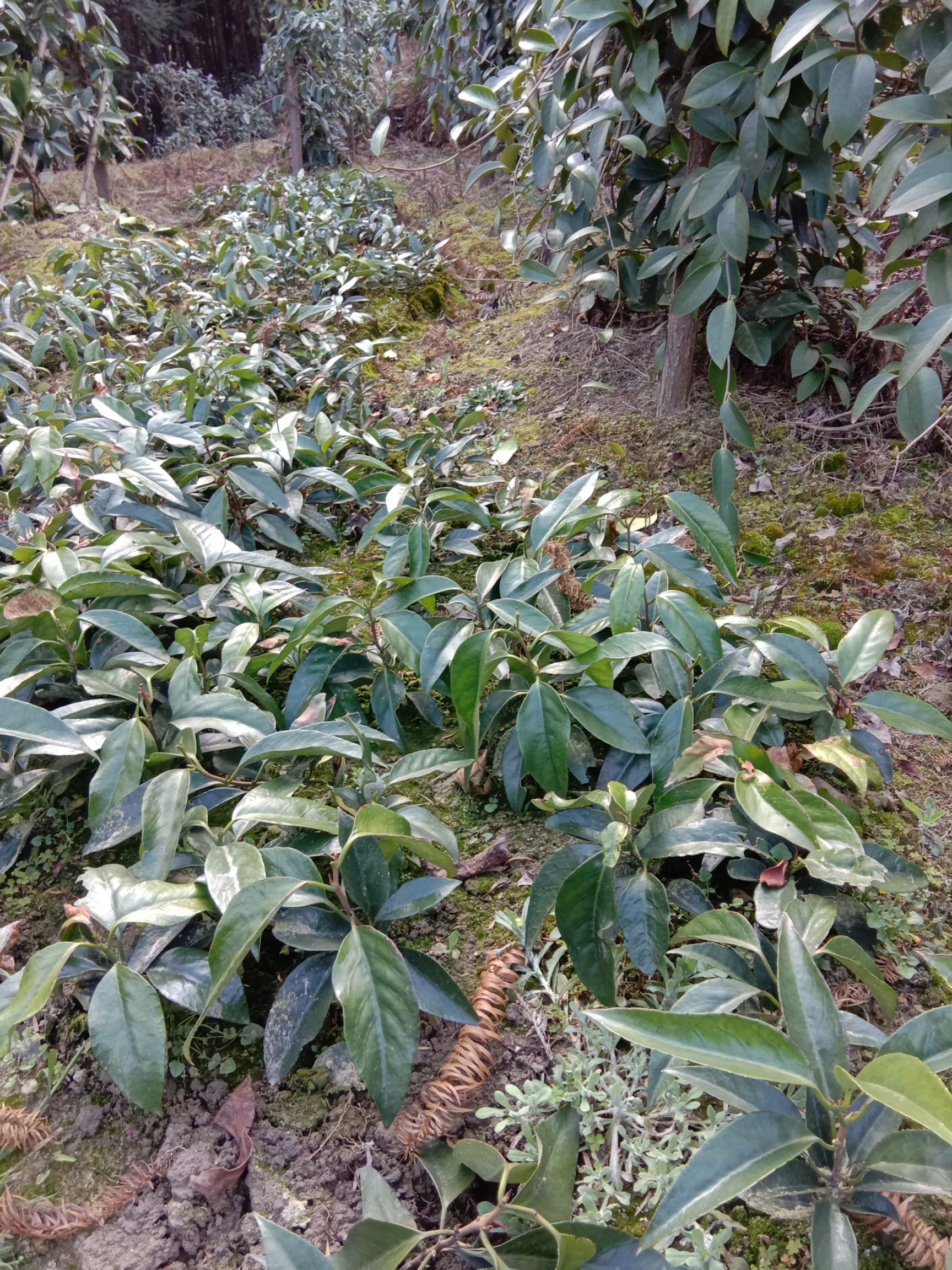 黑老虎果,又名布福娜,香甜可口,.