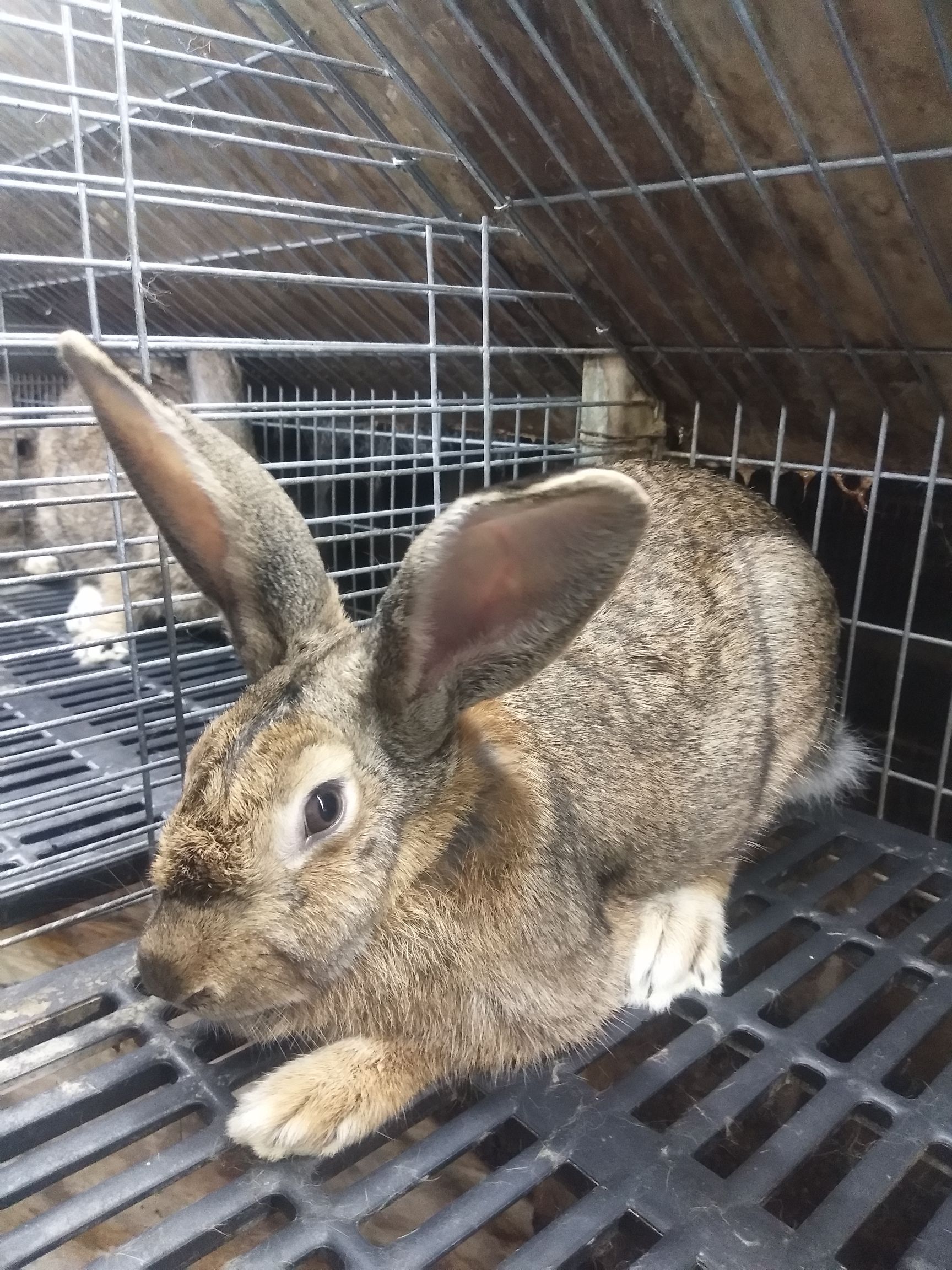 比利时兔 比利时种兔 怀孕母兔 后备母兔