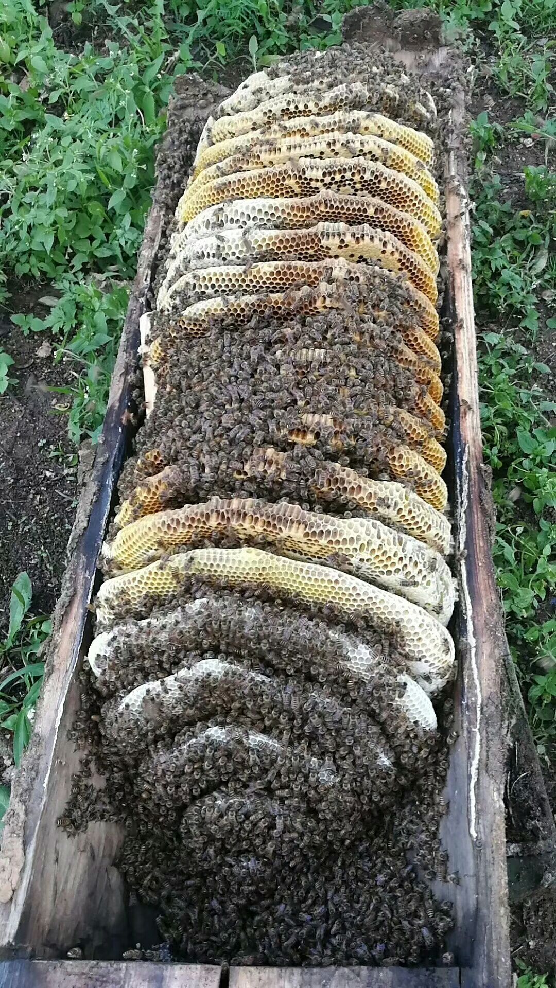 青川深山纯野生土蜂蜜