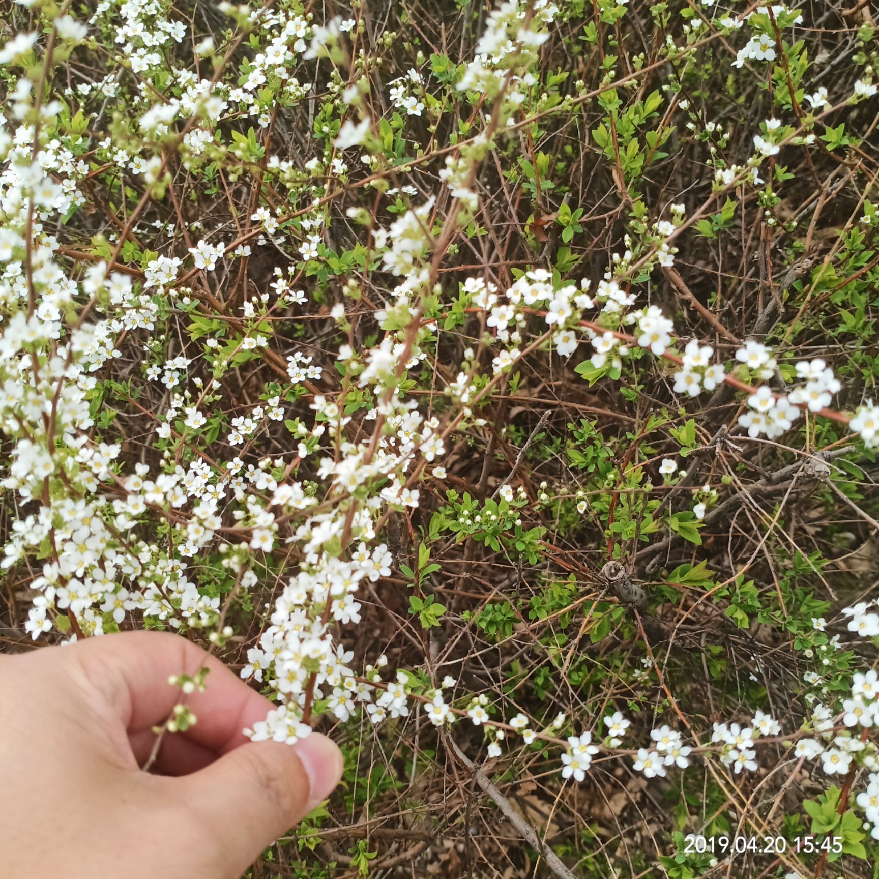 绣线菊苗 出售珍珠绣线菊