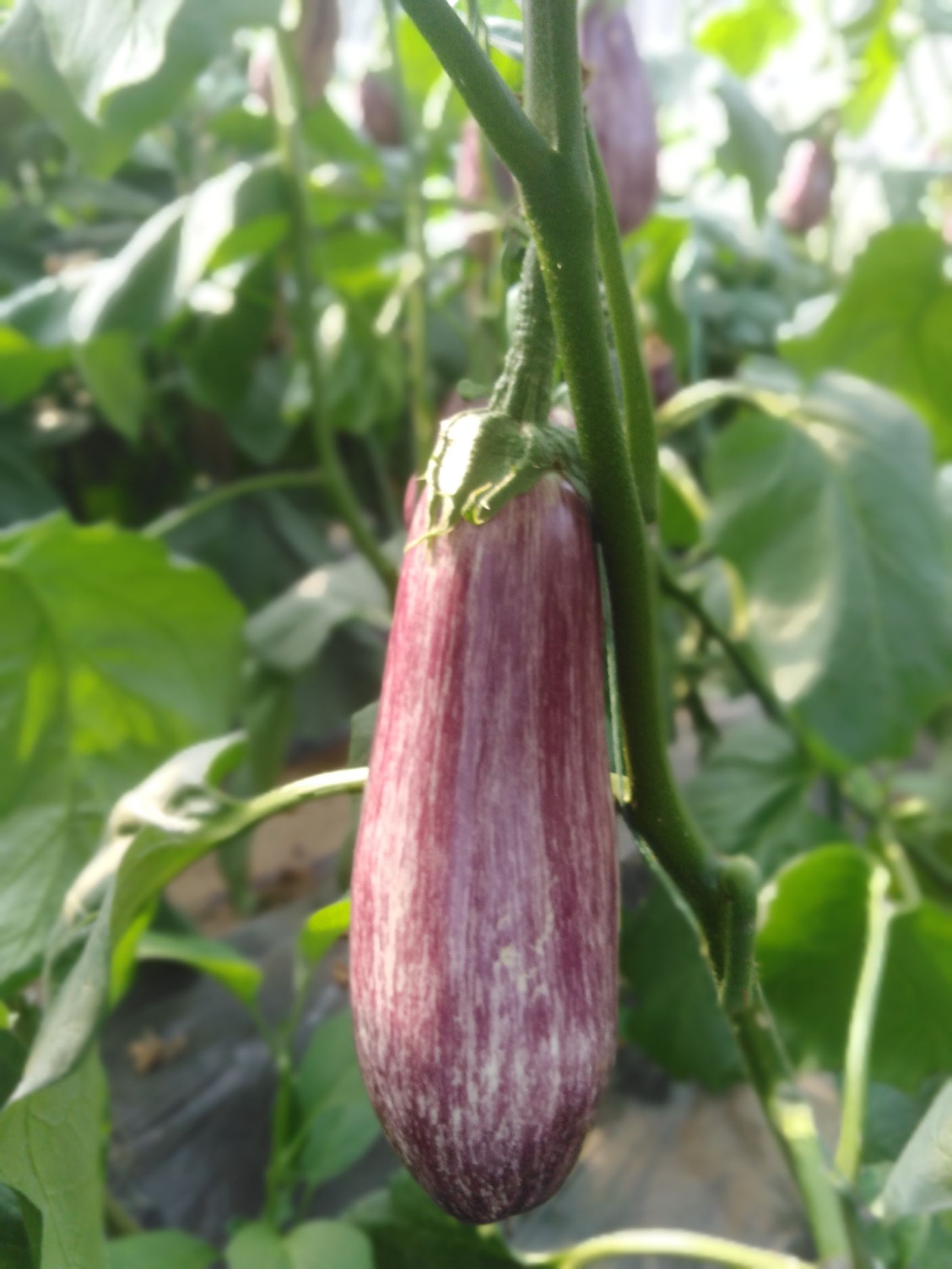 茄子种子特色精品花茄
