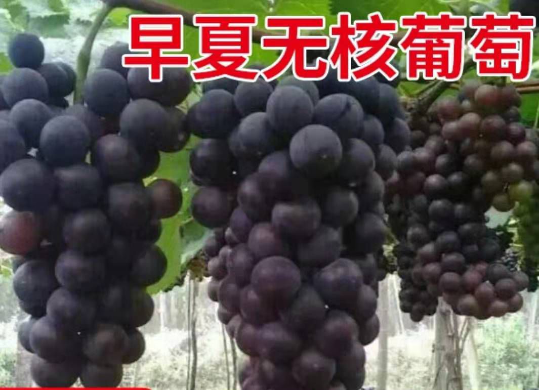 早夏无核葡萄苗 包邮 存活率高