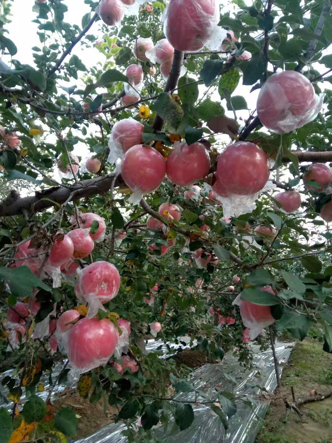 富平苹果 万荣纸加膜红富士