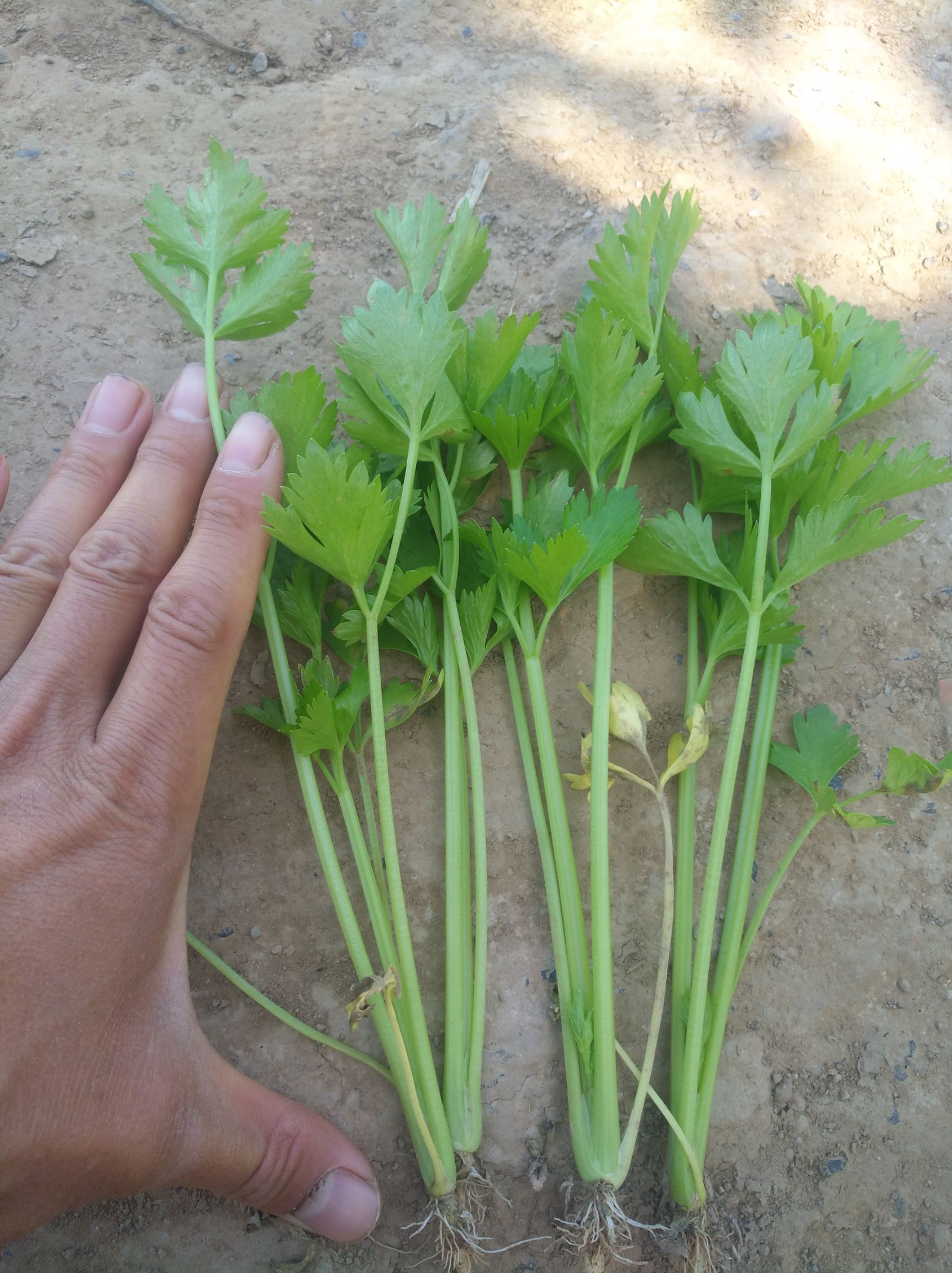 芹菜苗基地 纯正法国皇后西芹芹菜苗 极速发货.山东滨州