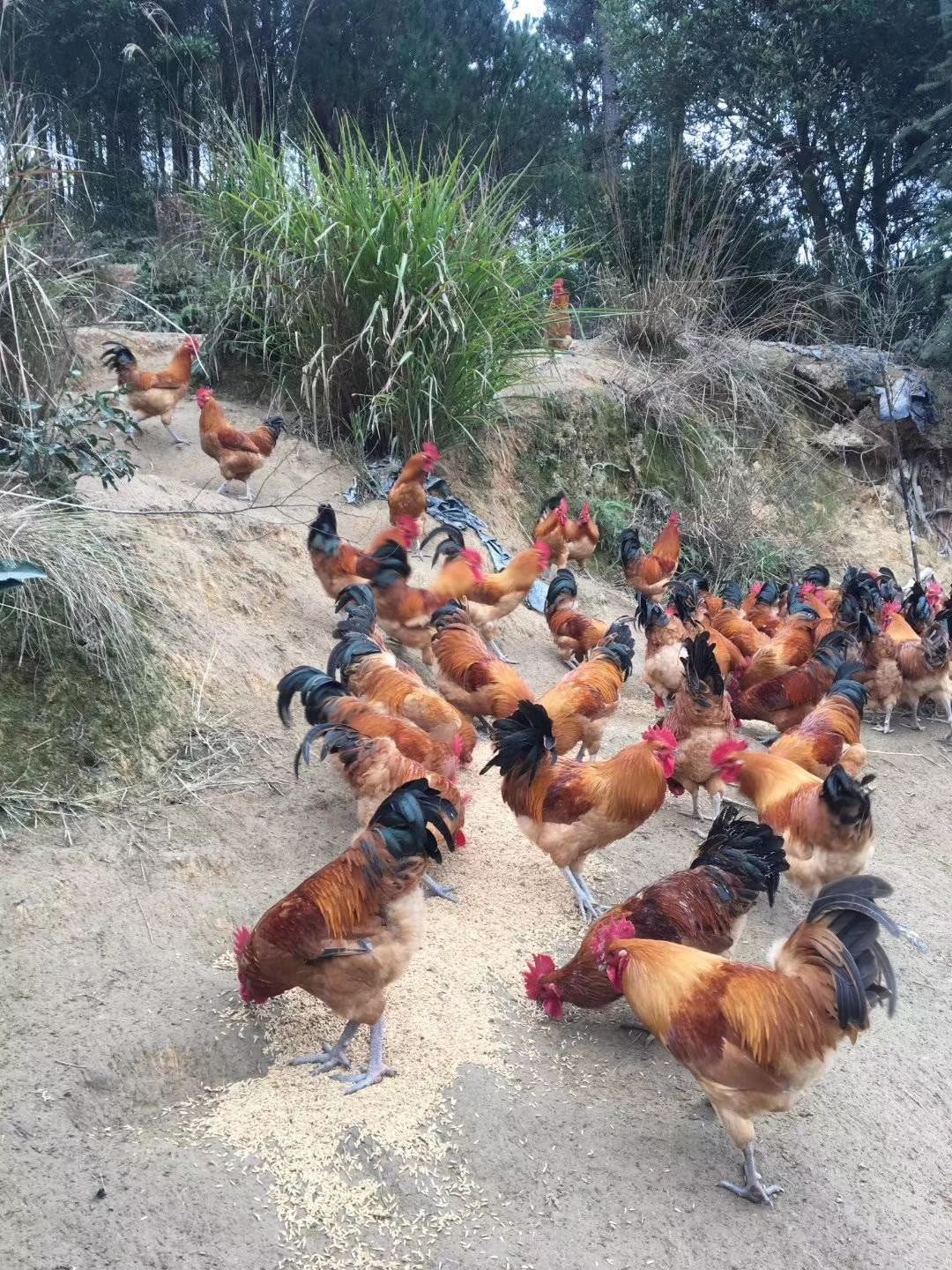 屏南白水洋土鸡土鸭