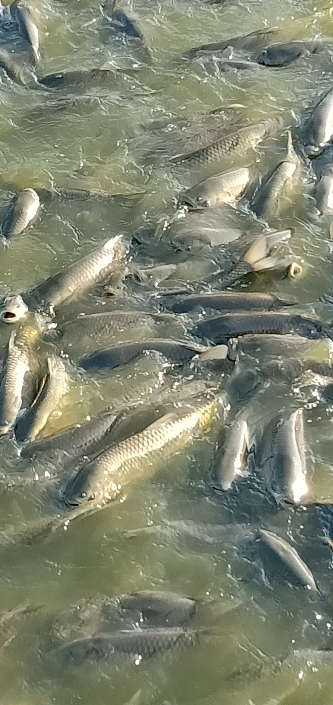 池塘草鱼 人工养殖 1.5-3.5公斤