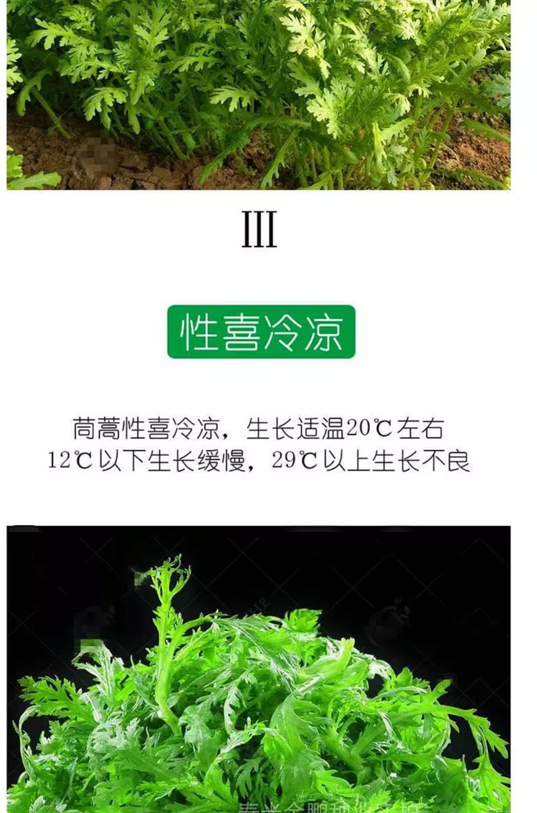 精选小叶茼蒿种子 皇帝菜 蓬蒿菜菊花菜光杆茼蒿种 蔬菜种子