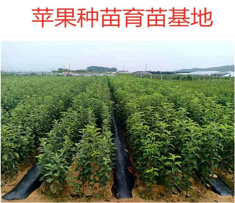 阿克苏冰糖心苹果树苗,包成*,包结果,基地直销,保湿发货