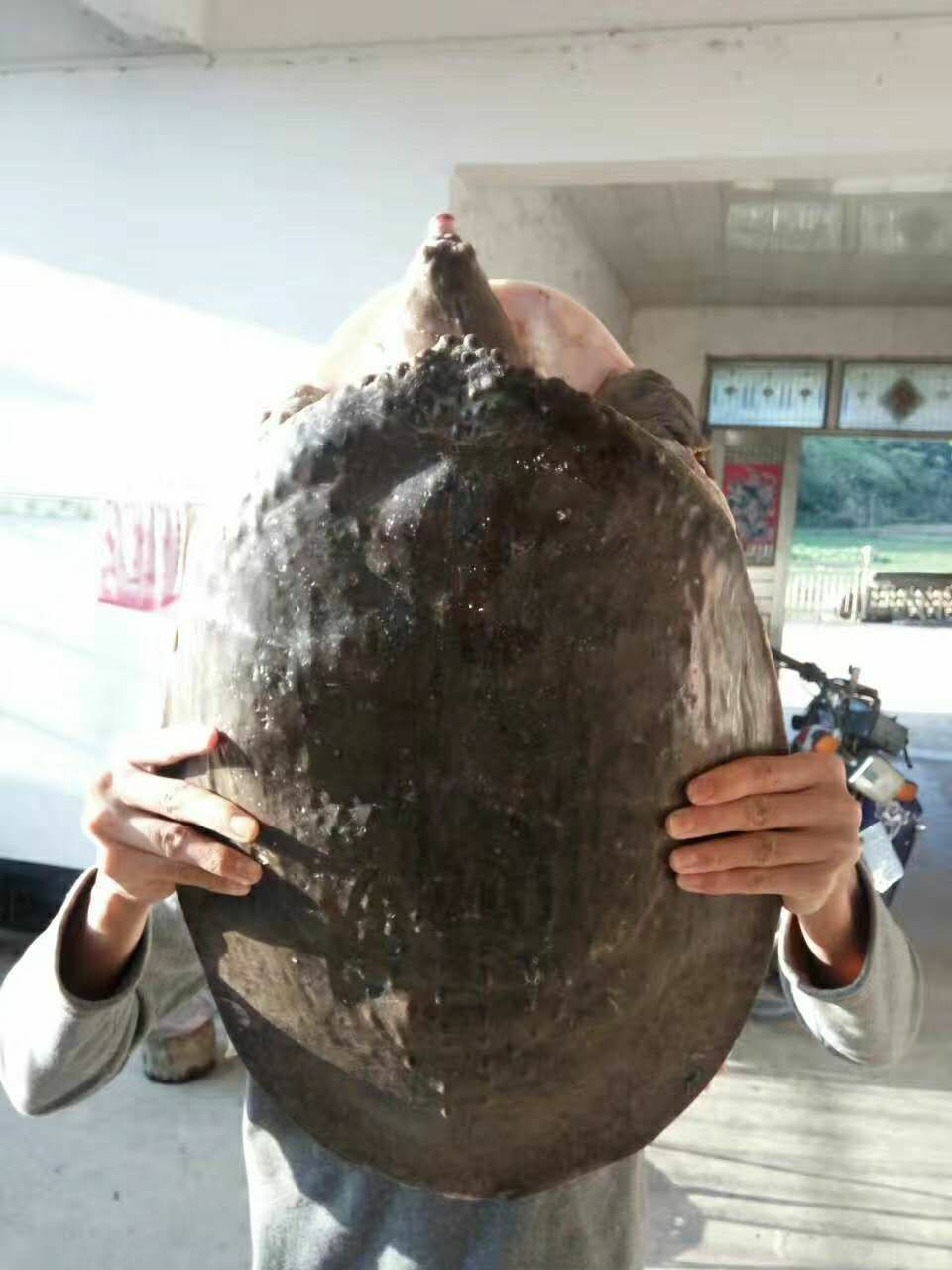 仿野生甲鱼黄沙鳖,珍珠鳖生态园