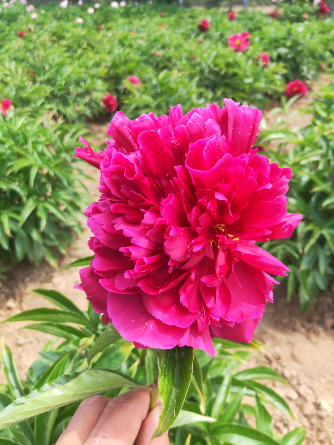 观赏芍药草本植物,成活率高,观赏价值高,耐寒,耐旱适合庭院