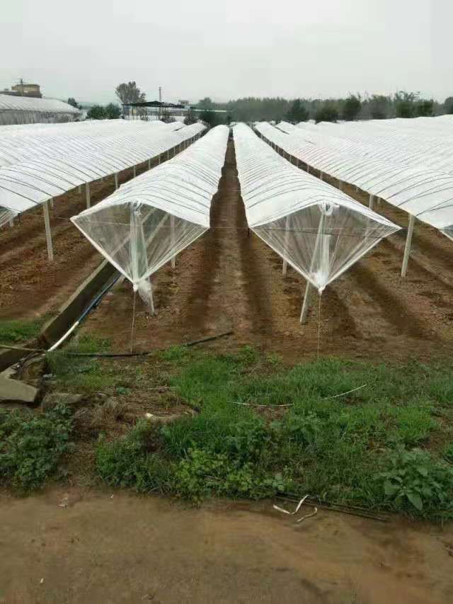 大棚管 专业搭建葡萄避雨棚,火龙果,百香果架子,大量供应水泥柱