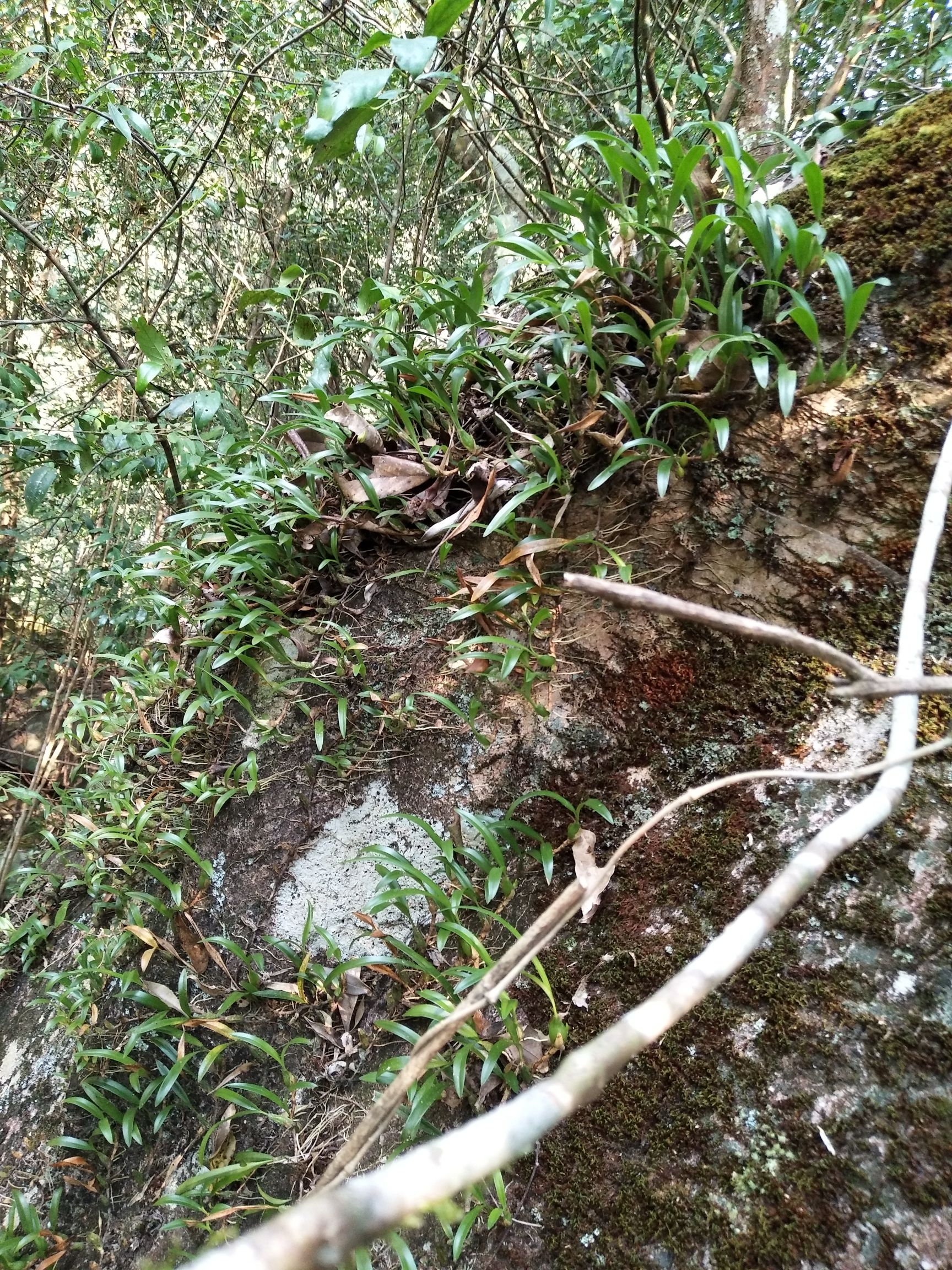 纯天然**生石橄榄,生长在福建省高海拔的石壁上,具有很高的药用价值