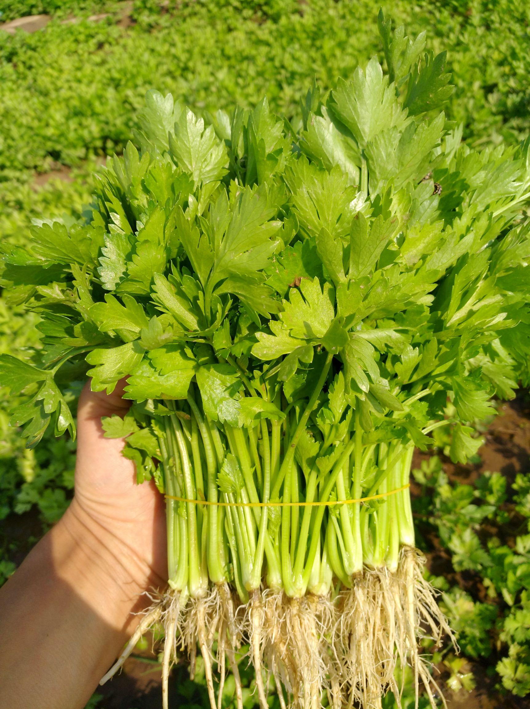 专业芹菜苗基地:法国皇后黄西芹芹菜苗保证成活率滨州
