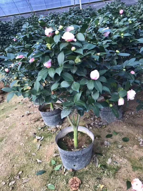 香茶花盆栽香妃烈香山茶花树苗千里香室内阳台绿植四季花卉浓香