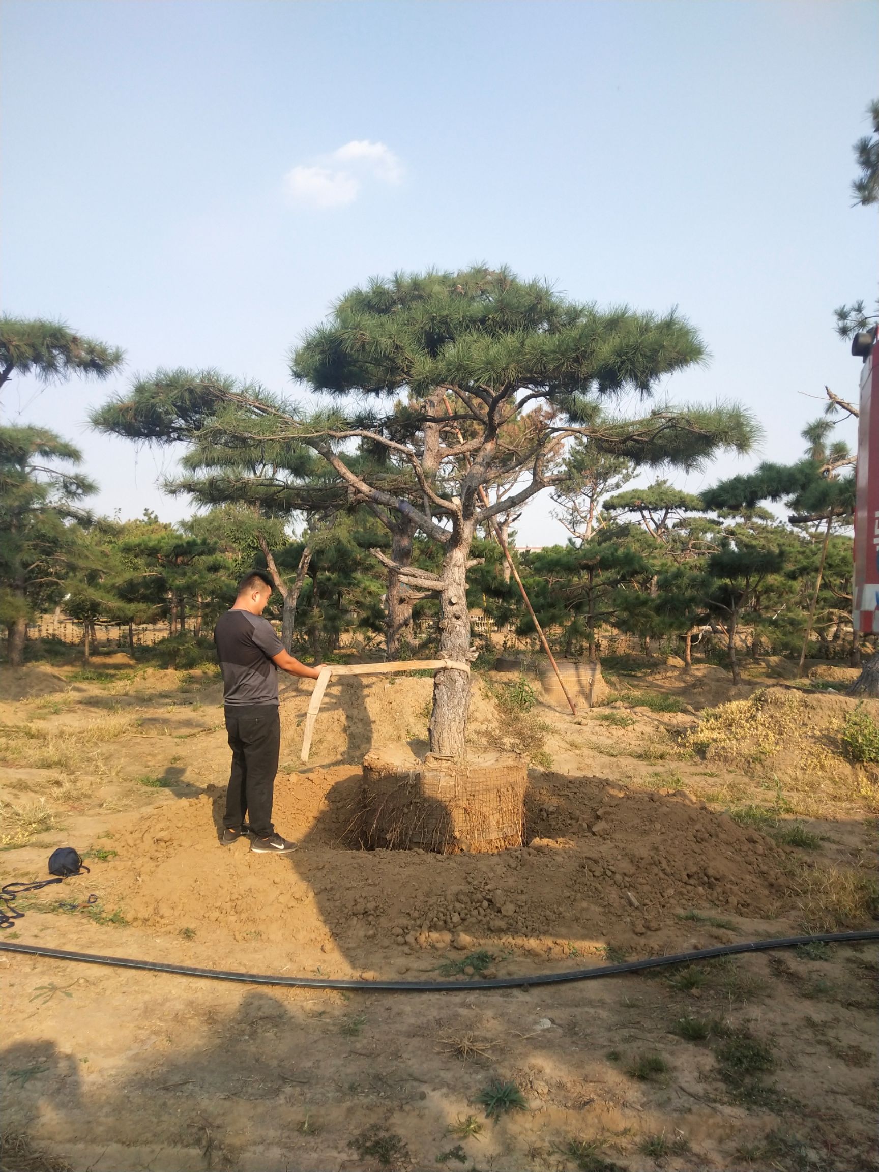 [造型油松批发]造型油松 造型松价格2000元/棵 - 惠农