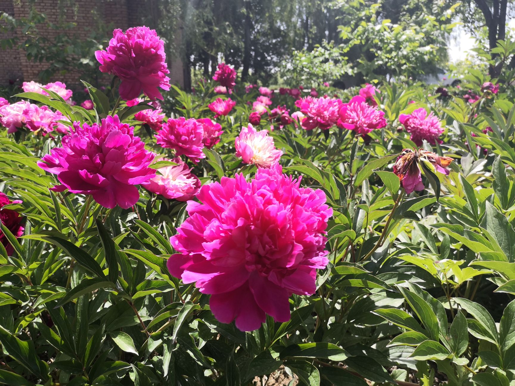 抗寒精品观赏芍药供货中