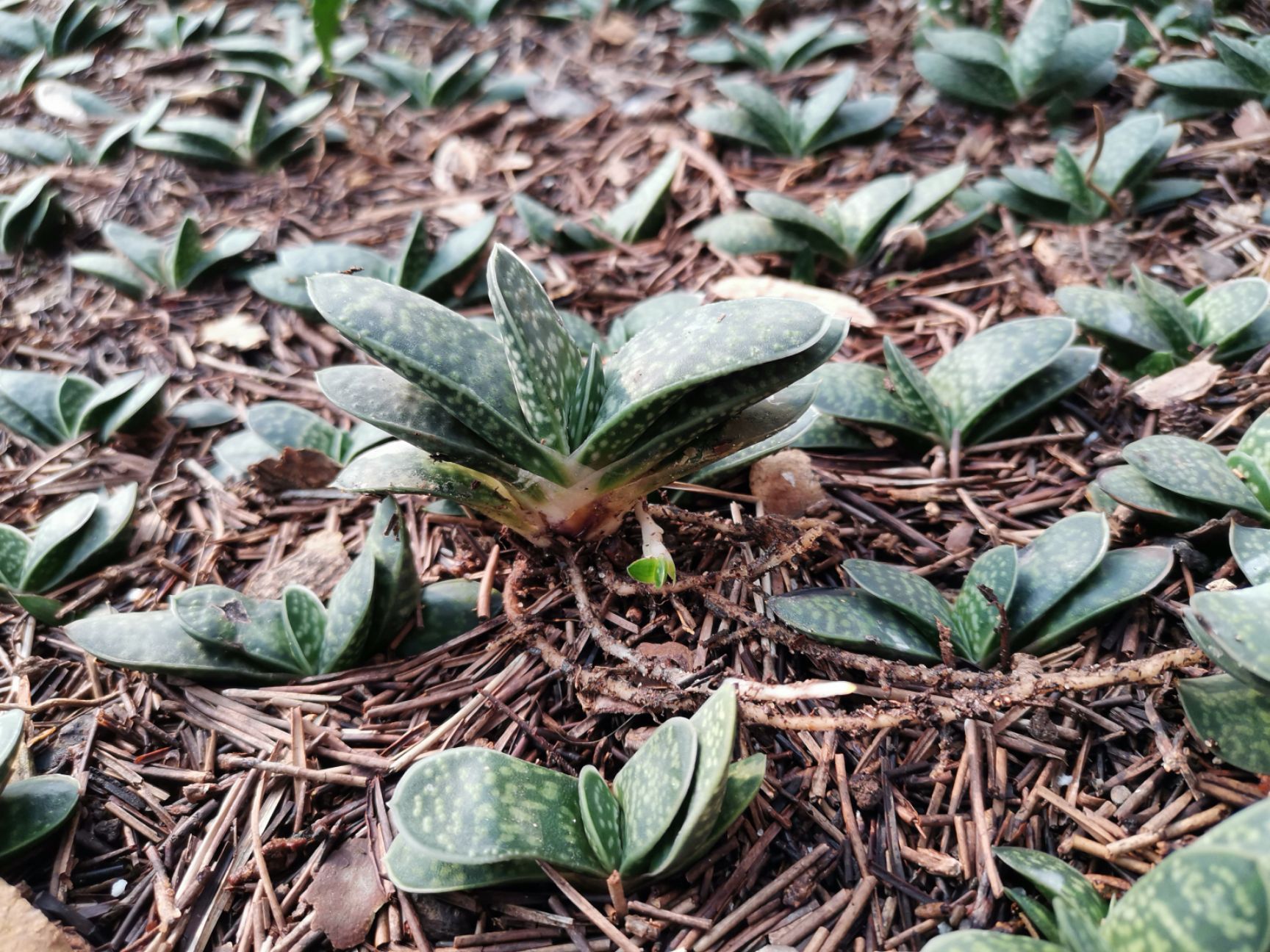 子宝 元宝花 多肉植物