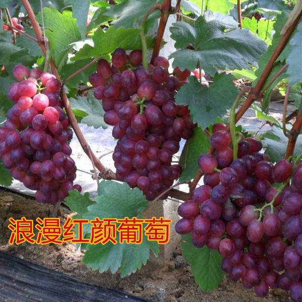 浪漫红颜葡萄苗,香甜无核,品种纯正