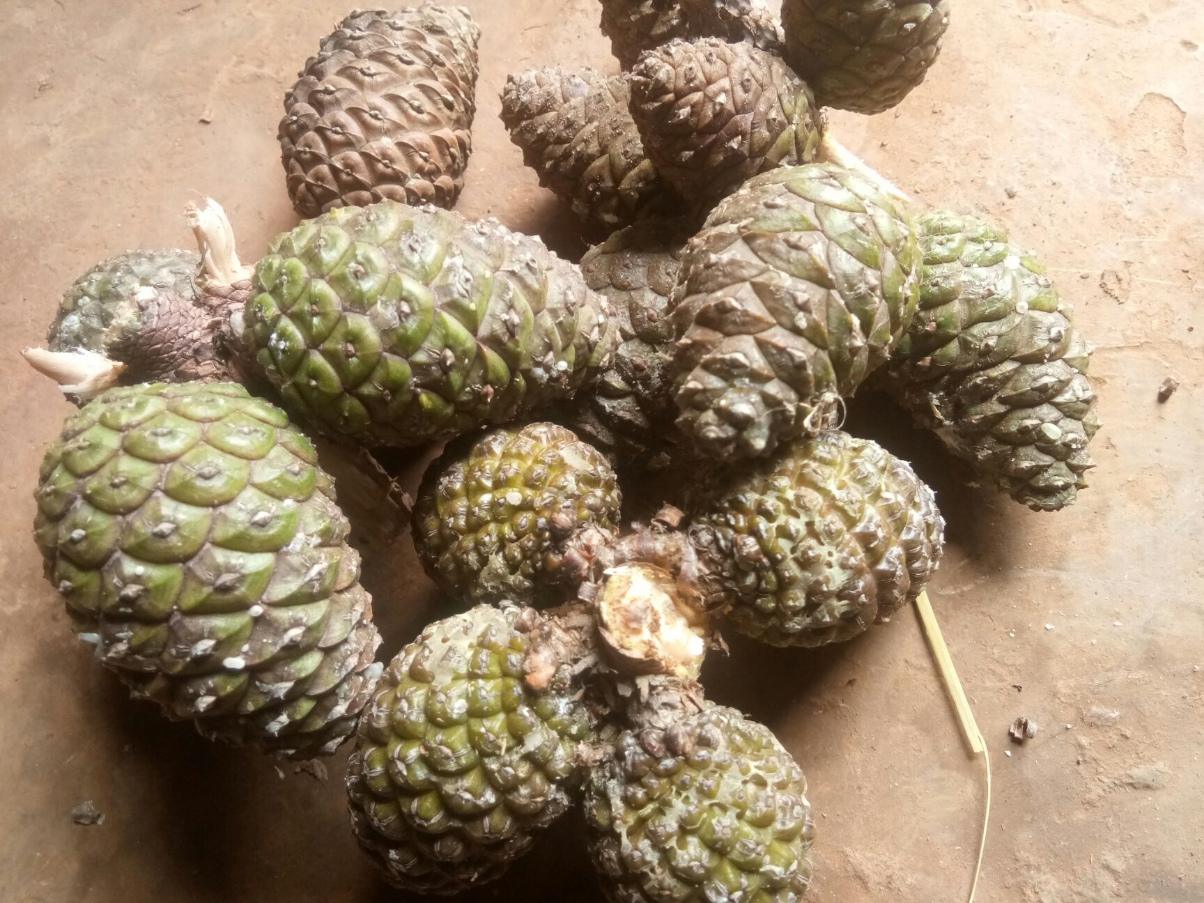 品种名:松果菊 品种名:松果菊          松果可以做药才用