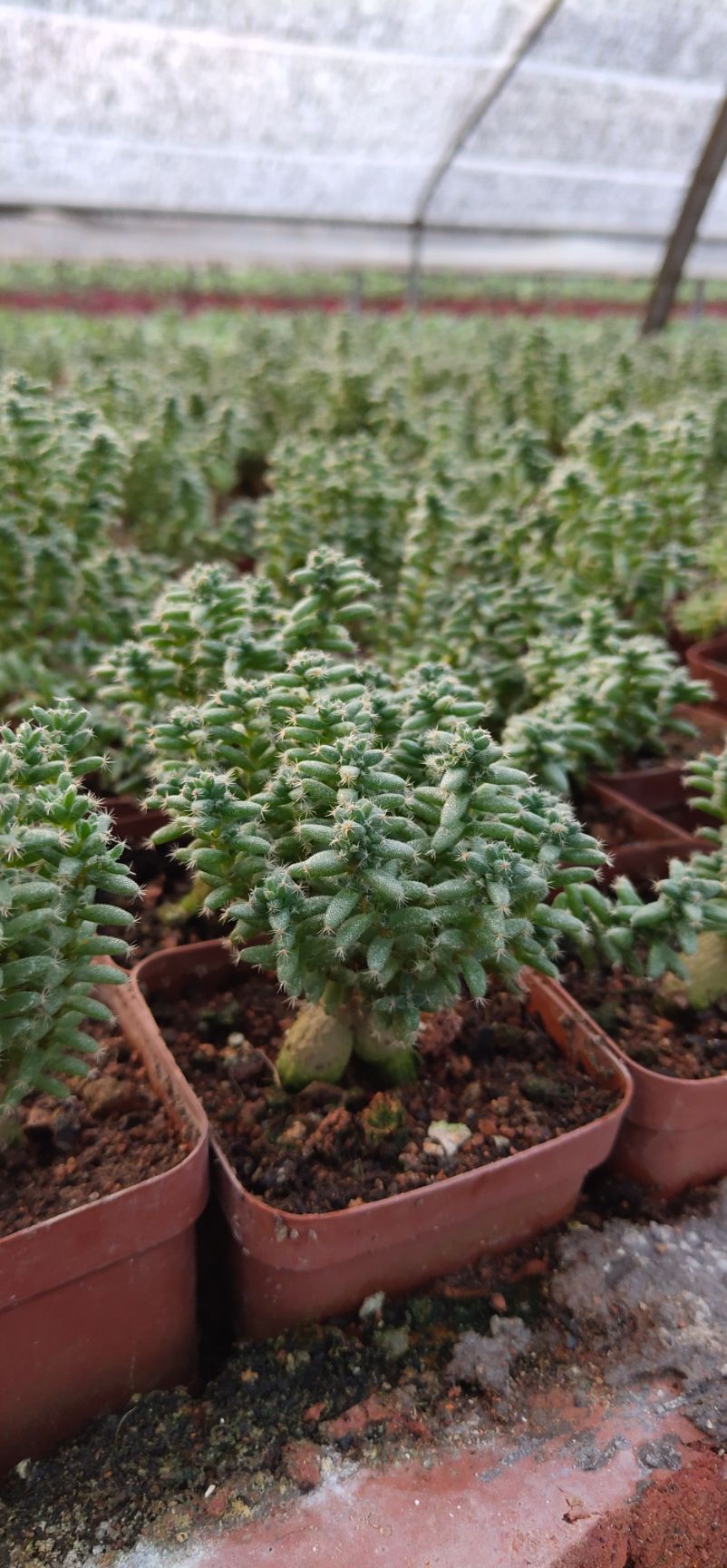 多肉提根植物姬龙小松