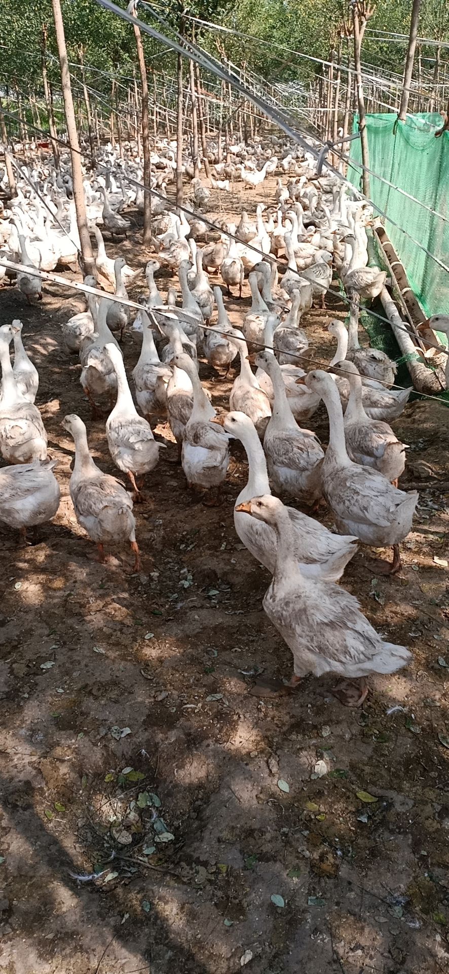 大三花鹅 6-8斤 统货 半圈养半散养