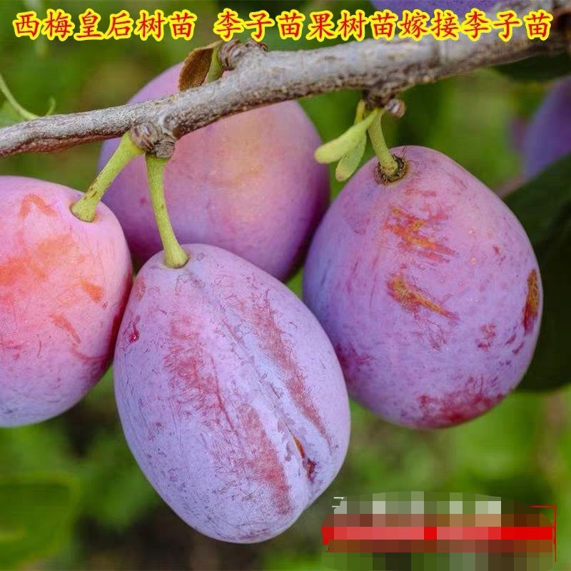 西梅苗 西梅李,风味天后,李子苗品种齐全价格优惠,当年挂果