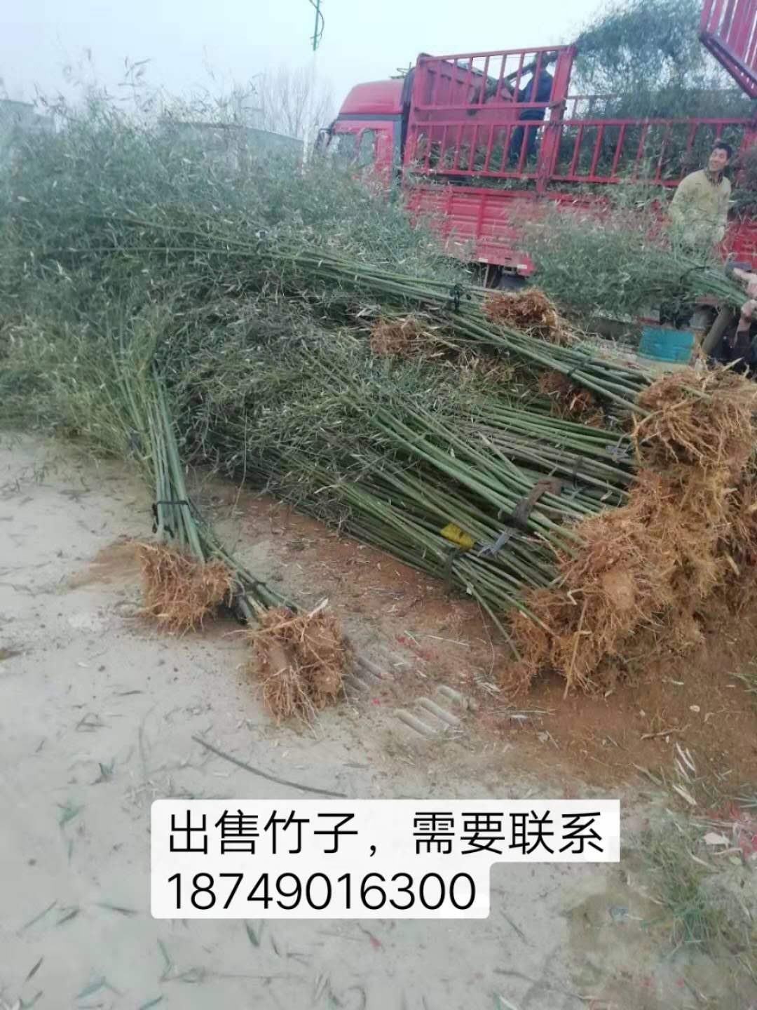 出售竹子